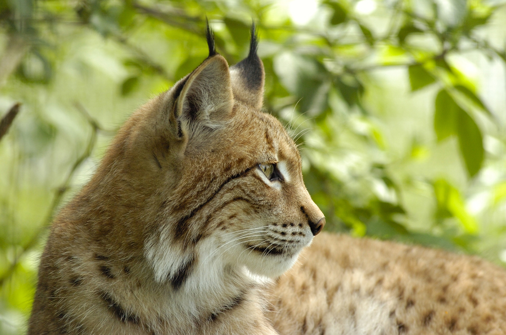 Die auffälligen Pinselohren sind bei diesem Luchs im Profil gut zu erkennen. Sie sind zusammen mit dem Stummelschwanz die „Kurzversion vom Eurasischer-Luchs-Steckbrief“ (Foto: visuelldesign/iStock).