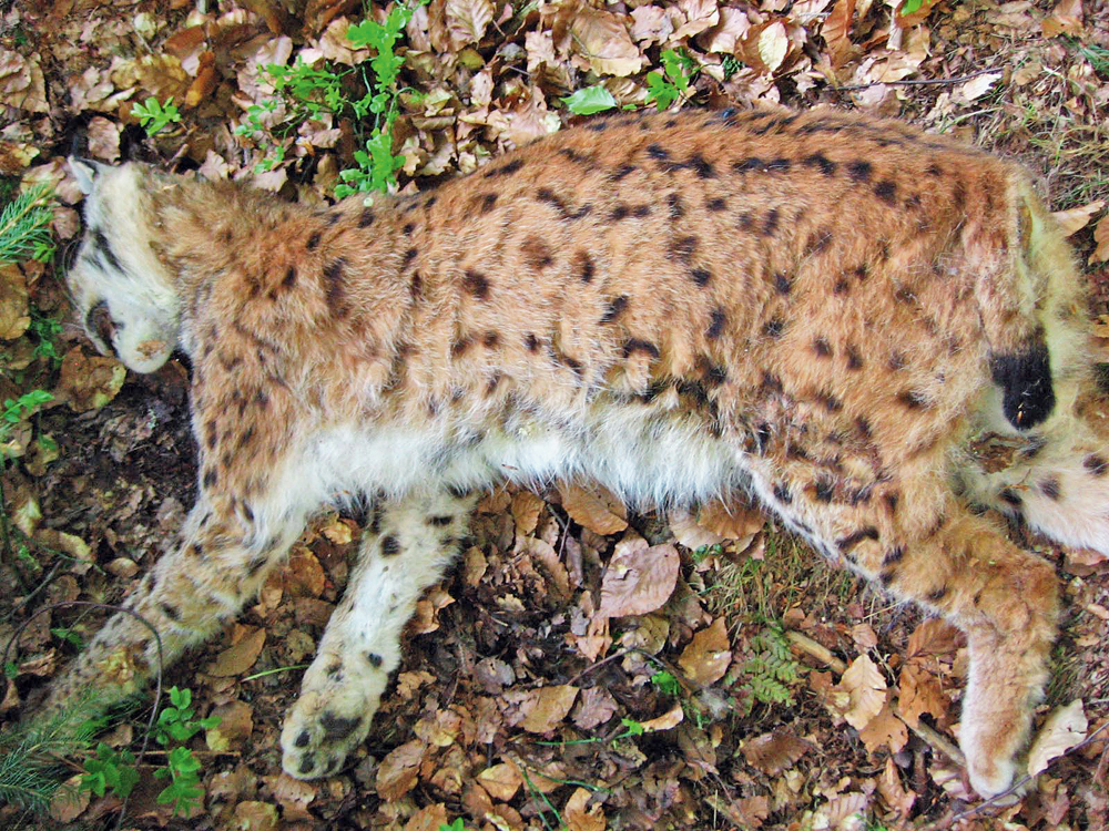 Die größte Luchs-Bedrohung bleibt der Mensch: Foto von einem erschossenen Luchs im Bayerischen Wald. Die Luchsin war trächtig. (Foto: Luchsprojekt Bayern)