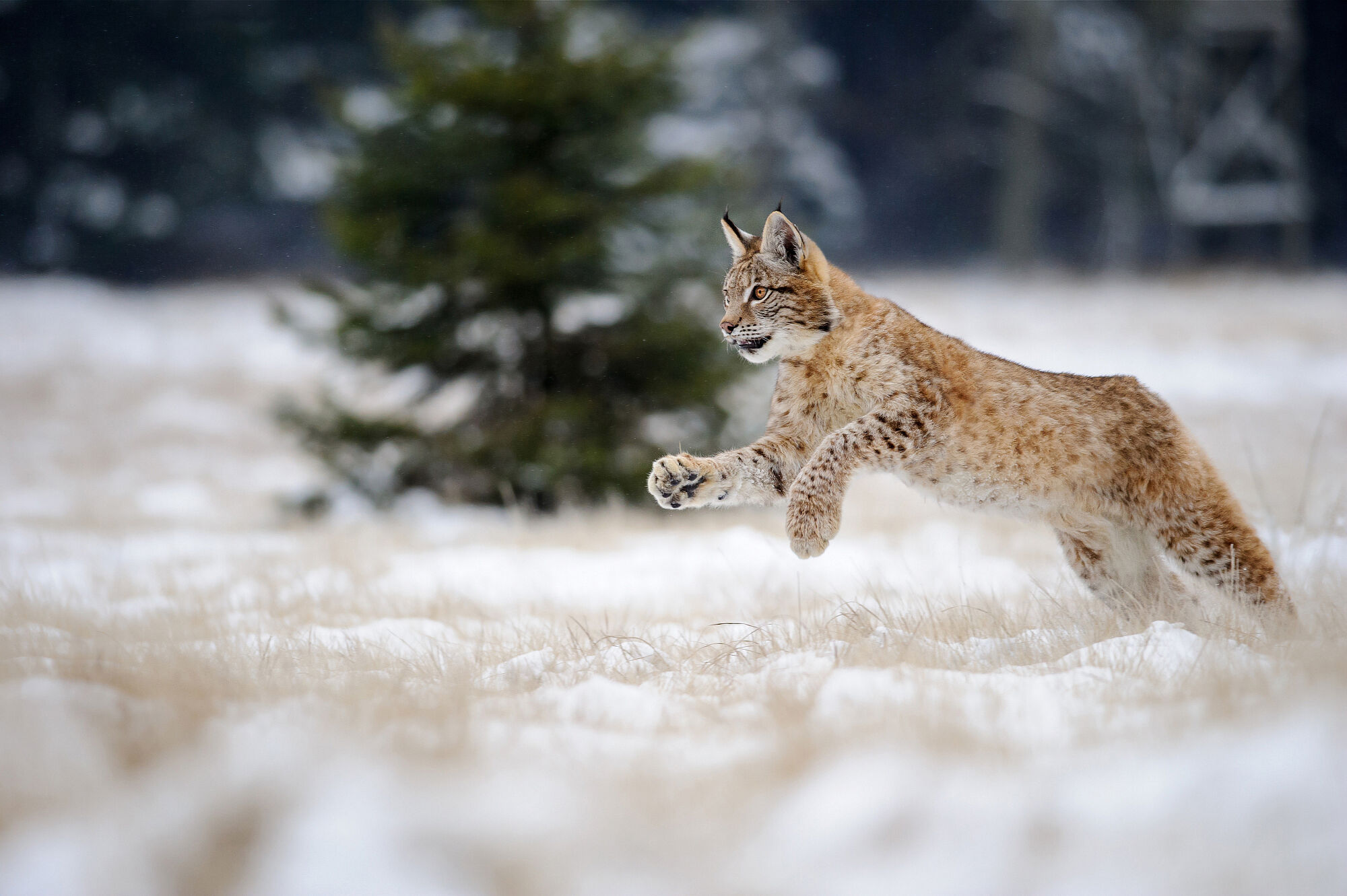 Ein springender Luchs: Nutztiere sind durch die Rückkehr des Luchses wenig gefährdet. Mit dem „Ausgleichsfonds Große Beutegreifer“ unterstützt der BN das Wildtiermanagement in Bayern. Das ist gelebter Luchs-Artenschutz. (Foto: sduben - stock.aadobe.com)