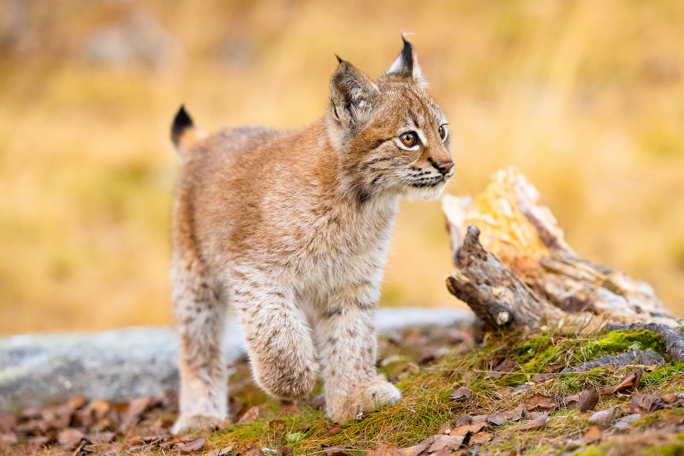 Ein junger Luchs läuft auf die Kamera zu. Der Luchs wird nicht von selbst nach Bayern zurückkommen – es braucht eine Wiederansiedelung. (Foto: kjekol/stock.adobe.com) 