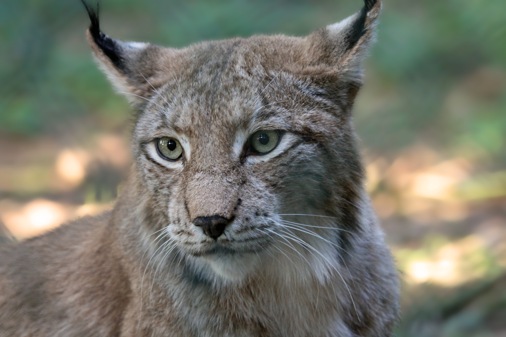 Luchs Bayern: Blick ins Gesicht eines Luchses, der unauffällige Jäger ist zurück (Foto: kangarooarts/clipdealer.de)