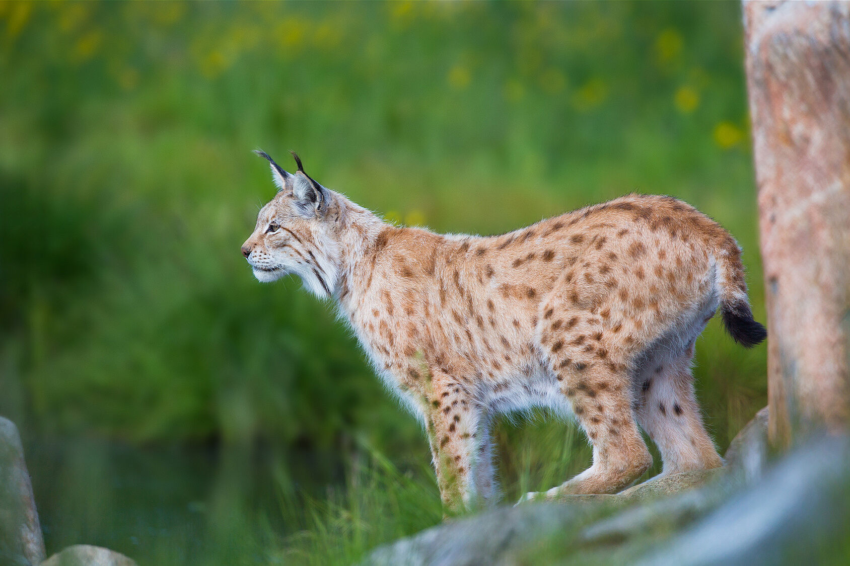 Ein Luchs im Profil beobachtet aufmerksam die Umgebung. Der beste Luchs-Lebensraum: große Wälder. Die Luchs-Lebensweise: heimlich und scheu. (Foto: kjekol - stock.adobe.com)