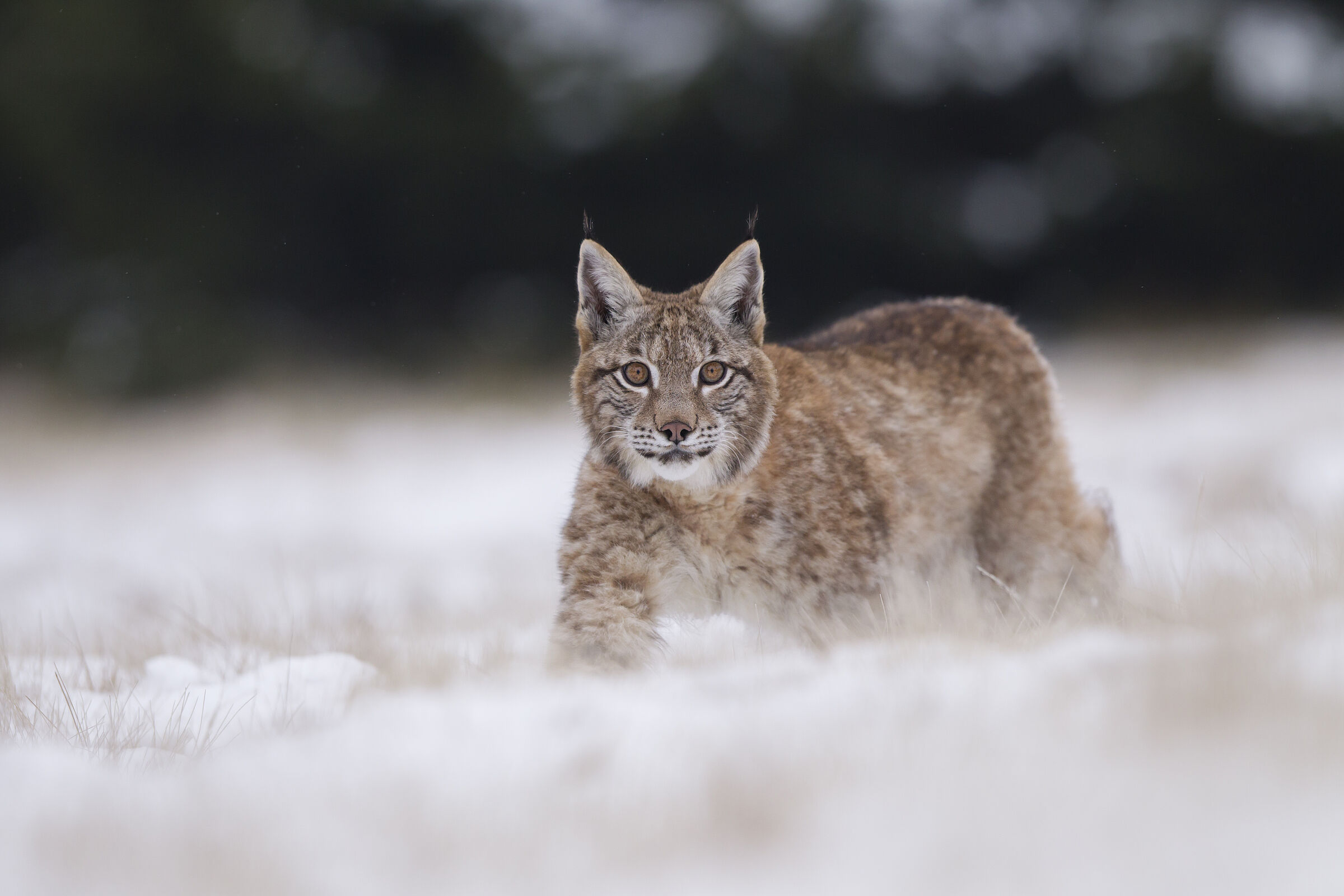 Ein Luchs schleicht auf einer schneebedeckten Wiese heran