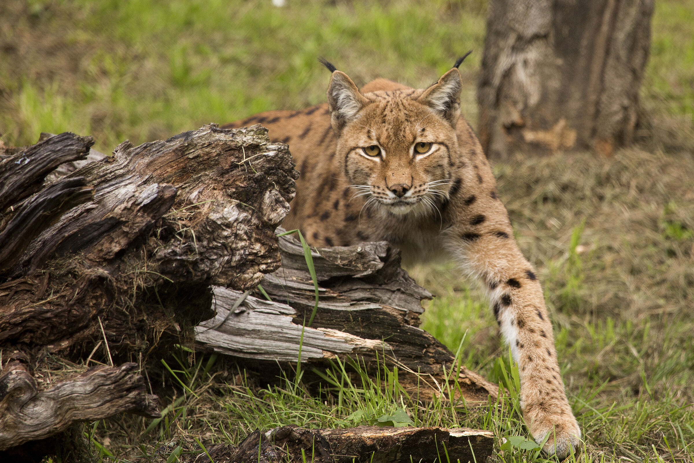 Ein Luchs schleicht hinter einem alten liegenden Baumstrunk hervor. Der BN hat zwischen 1982 und 1989 die Freilassung von insgesamt 17 Luchsen auf dem Gebiet des heutigen Nationalparks Sumava finanziell und organisatorisch unterstützt. (Foto: photoPepp/stock.adobe) 