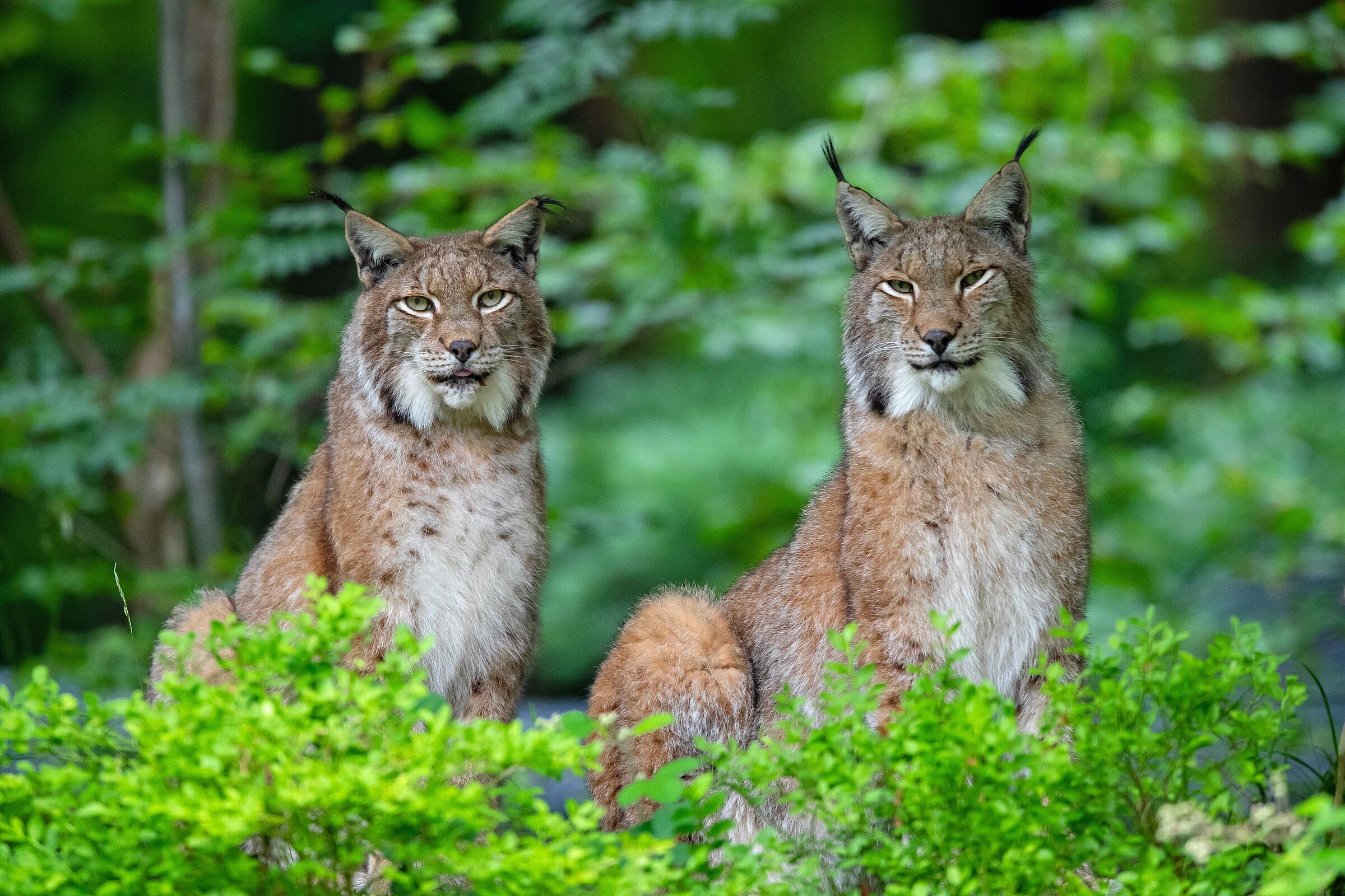 Verbreitung Luchs Bayern: Zwei Luchse (Foto:Alexander von Düren - stock.adobe.com).