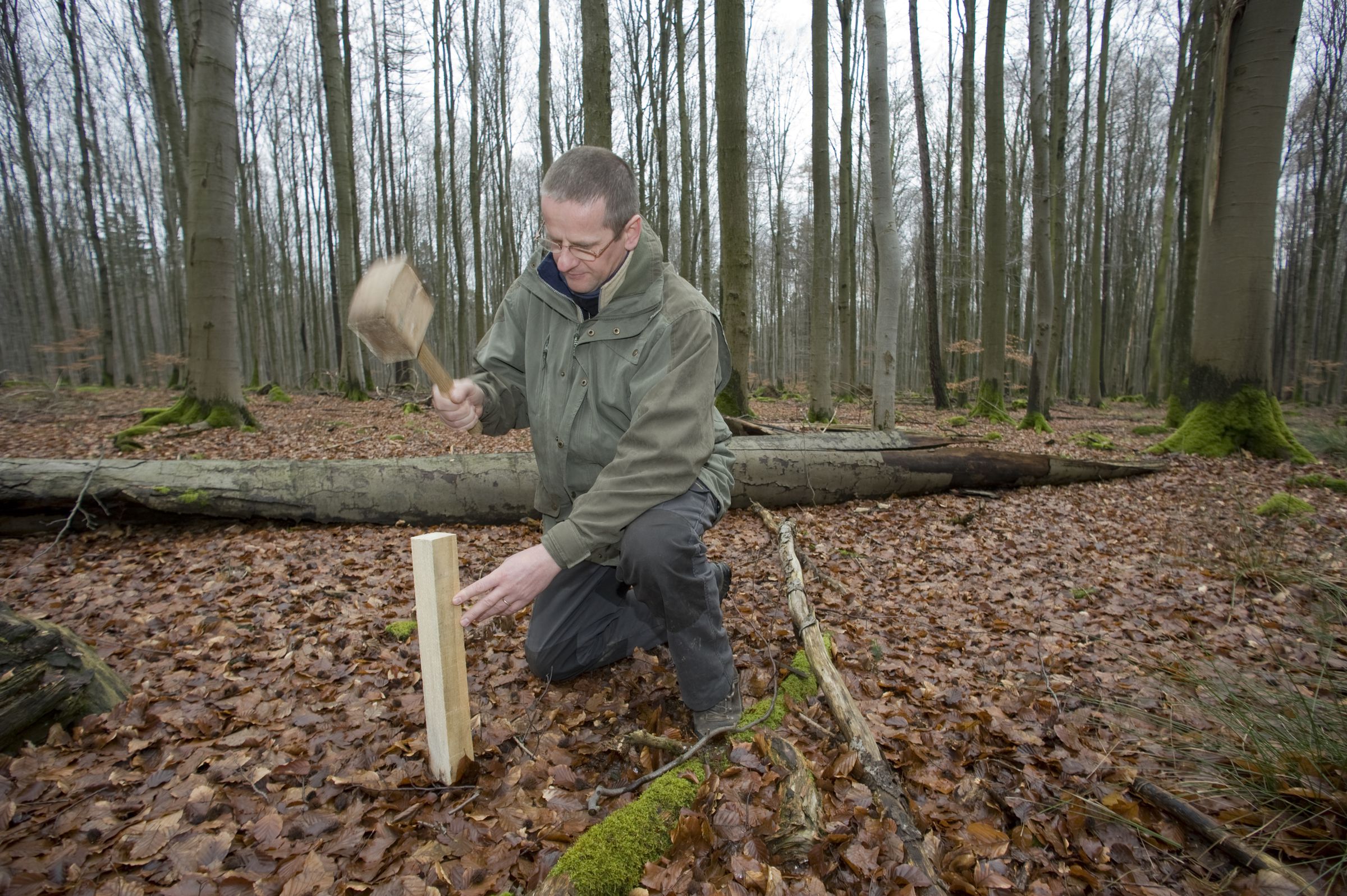 Wildkatzen-Auswilderung und -Forschung: Projektmitarbeiter Jürgen Thein schlägt einen Lockstock in den Boden ein (Foto: Thomas Stephan).