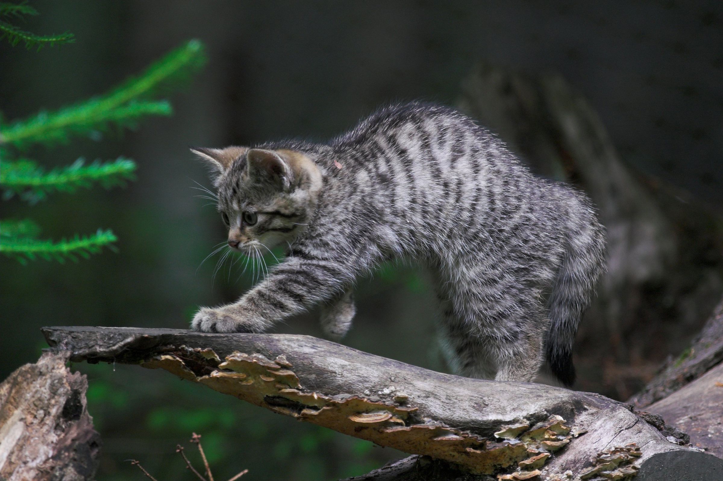 Wildkatzen helfen: Ein junge Wildkatze balanciert auf einem Ast.