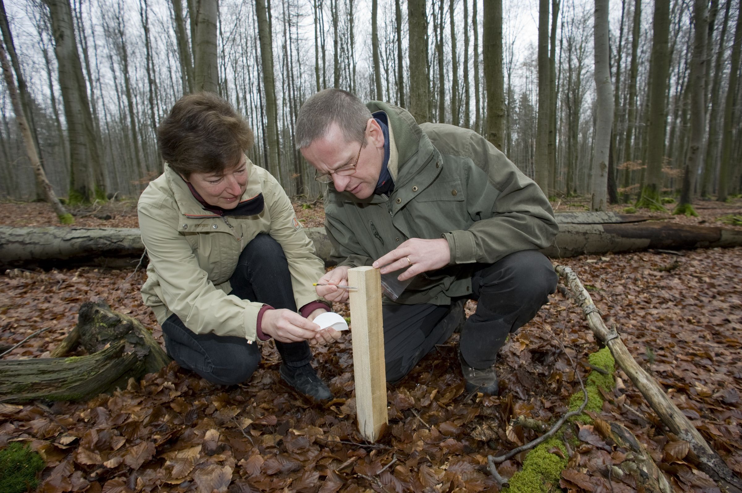 Wildkatzen-Auswilderung und -Forschung: Die Projektmitarbeiter Ulrike Geise und Jürgen Thein kontrollieren einen Lockstock (Foto: Thomas Stephan).