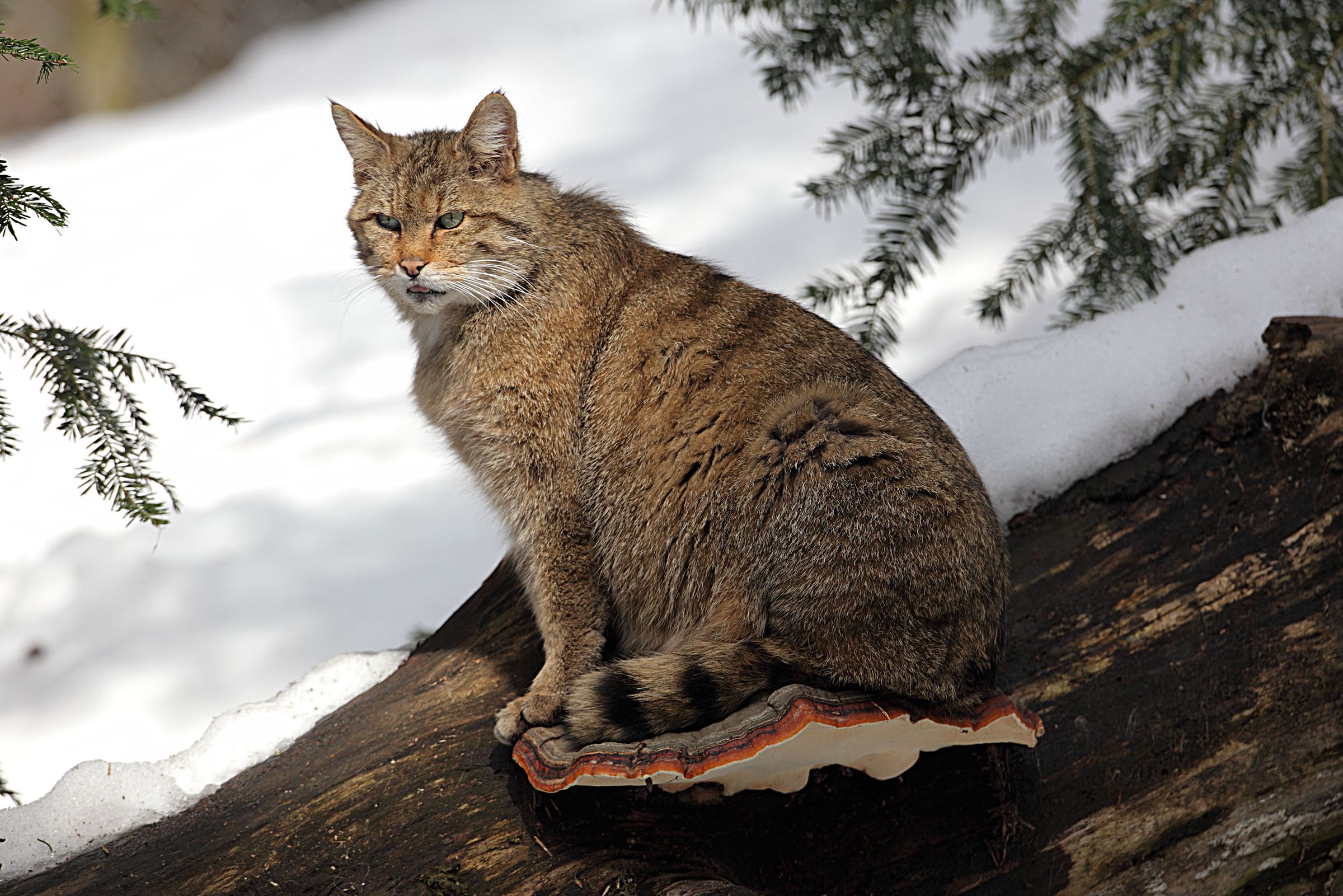 Eine Wildkatze wartet auf einem Baumpilz: Die positive Bestandsentwicklung ist leider noch kein Grund zur Entwarnung, die Wildkatzen-Gefährdung ist weiter aktuell. (Foto: Wolfgang Willner)