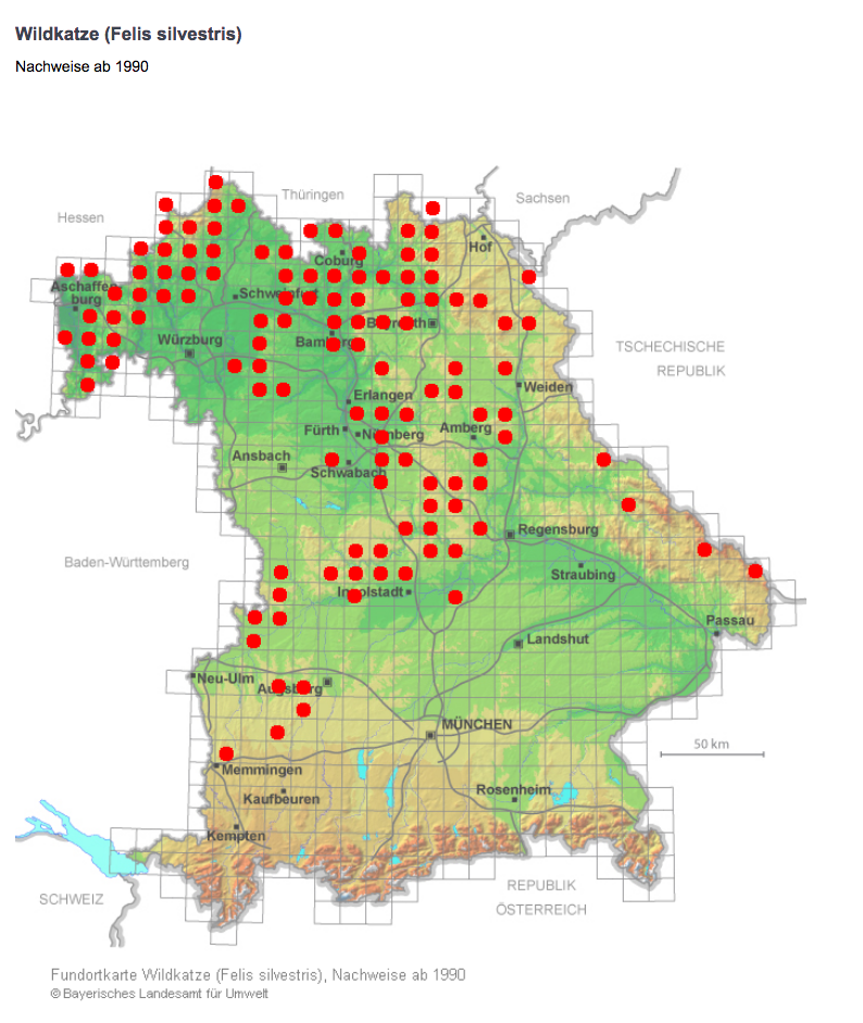 Wildkatze Verbreitung in Bayern: Die Karte zeigt mit roten Punkten, wo der unauffällige Jäger seit 1990 nachgewiesen wurde. (Grafik: Landesamt für Umwelt (LfU), Stand 26.5.2021)