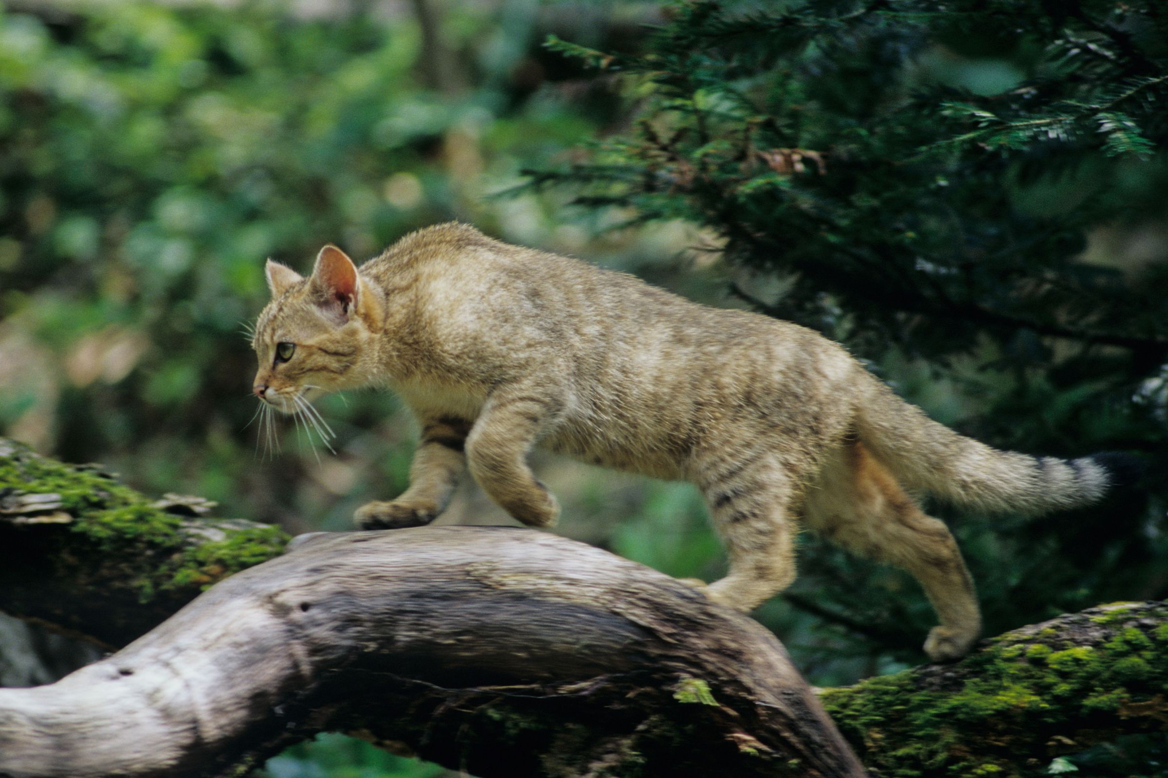 Eine Wildkatze schleicht einen Baumstamm entlang: Auch das neueste Monitoring zeigt, dass die Wildkatzen-Verbreitung in Bayern zunimmt. (Foto: Thomas Stephan)