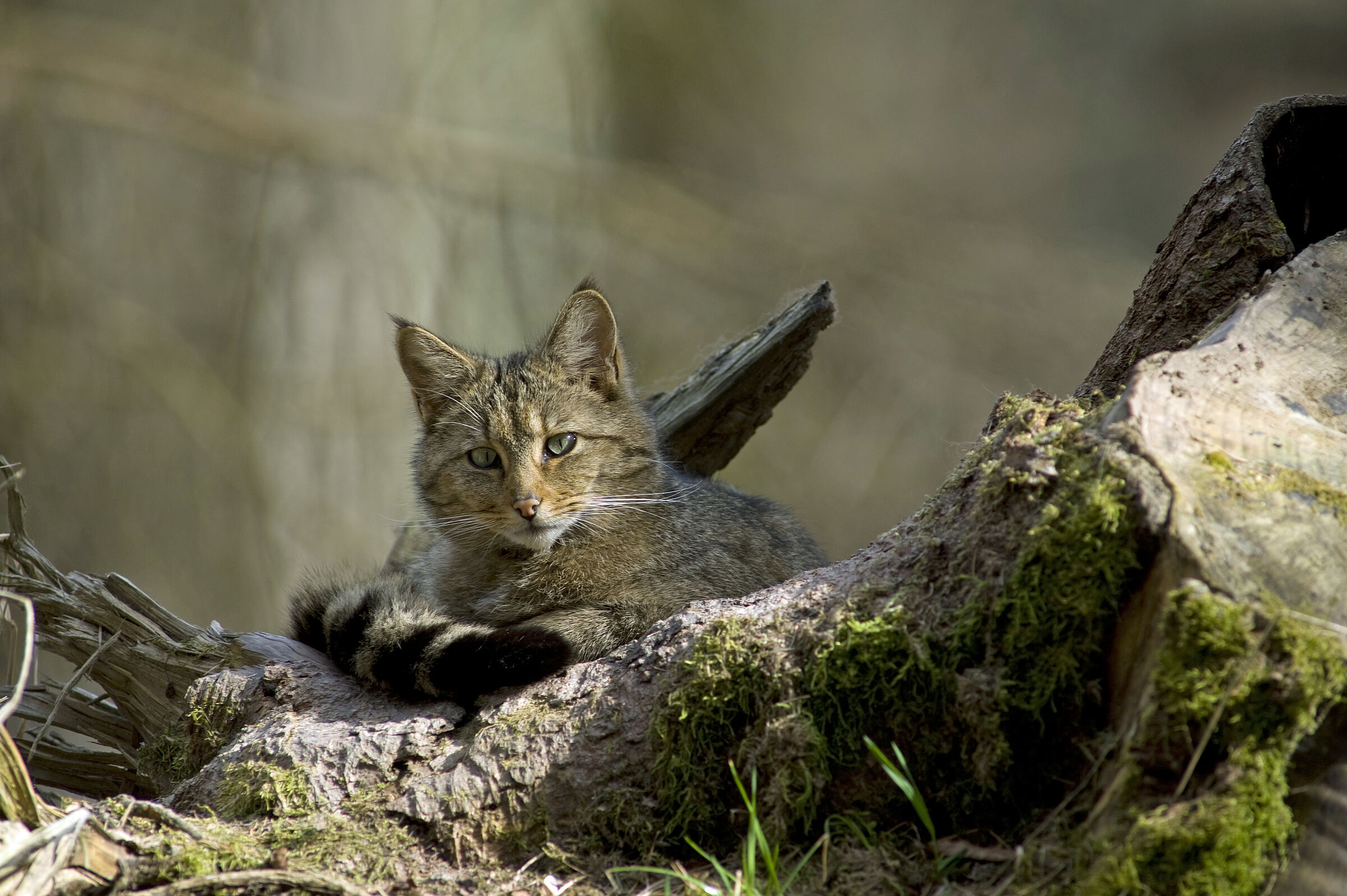 Lebensraum der Europäischen Wildkatze in Bayern: Wildkatzen brauchen naturnahe Wälder, hier liegt eine hinter einem verrottenden Baumstumpf in der Sonne. (Foto: Thomas Stephan)