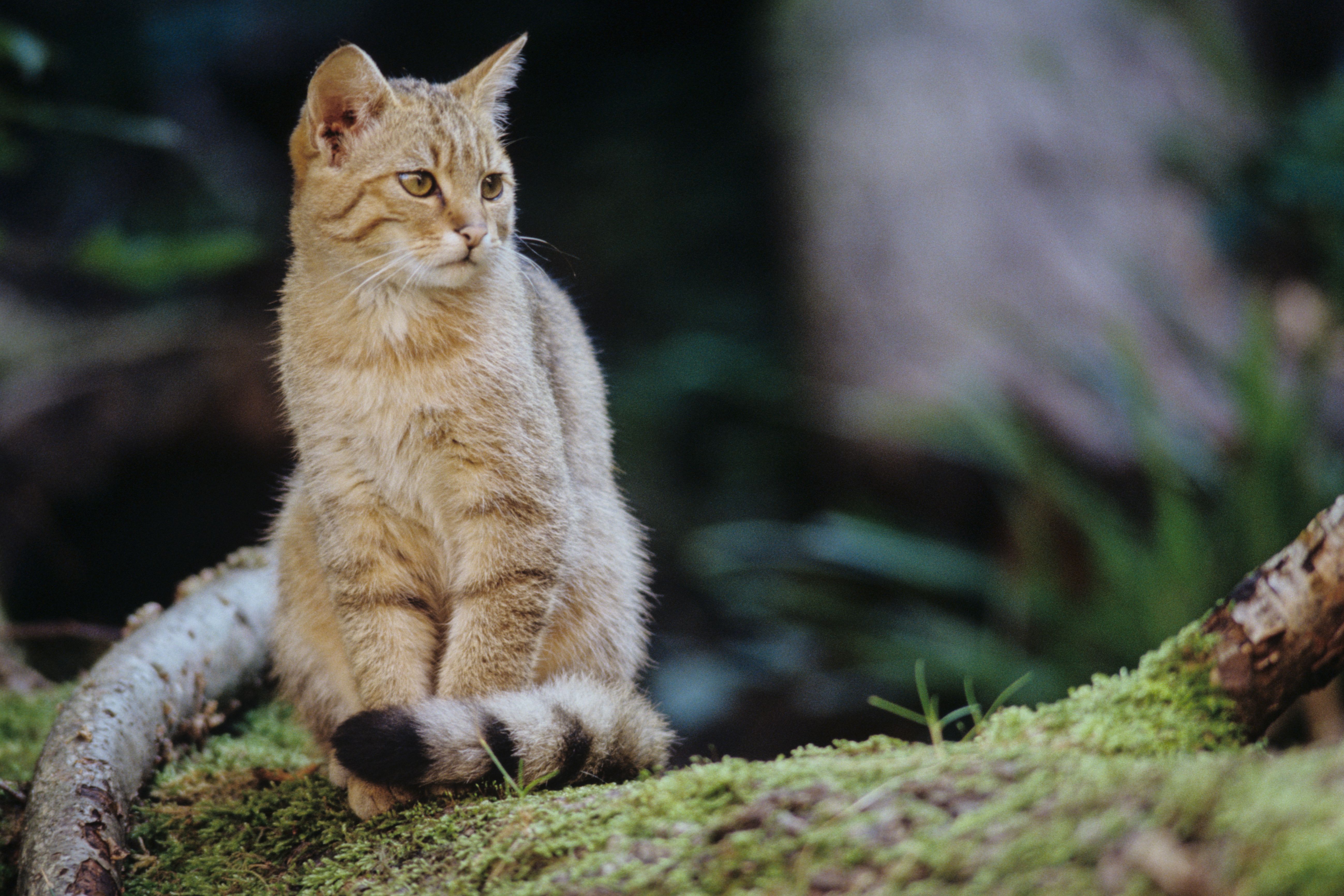 Alt-tag neu: Eine aufmerksame Wildkatze sitzt im Moos: Für die Wildkatzen-Auswilderung kamen nur gezüchtete Tiere infrage, keine Wildfänge. (Foto: Thomas Stephan)