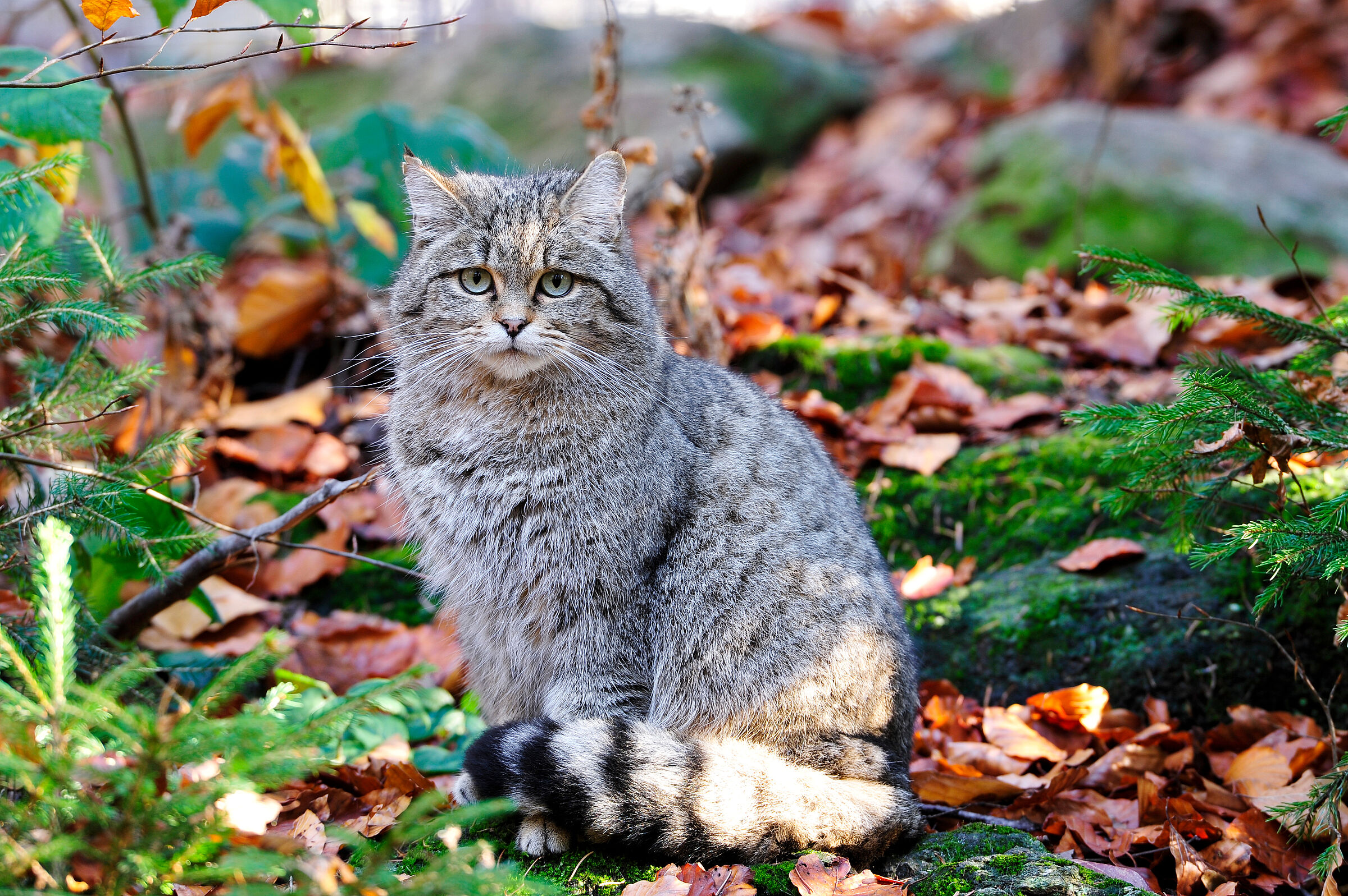 Europäische Wildkatze Steckbrief: Portrait einer Wildkatze auf dem Waldboden. Gut erkennbar der buschige Schwanz und die langen, weißen Schnurrhaare. (Foto: Xaver Klaussner - stock.adobe.com)