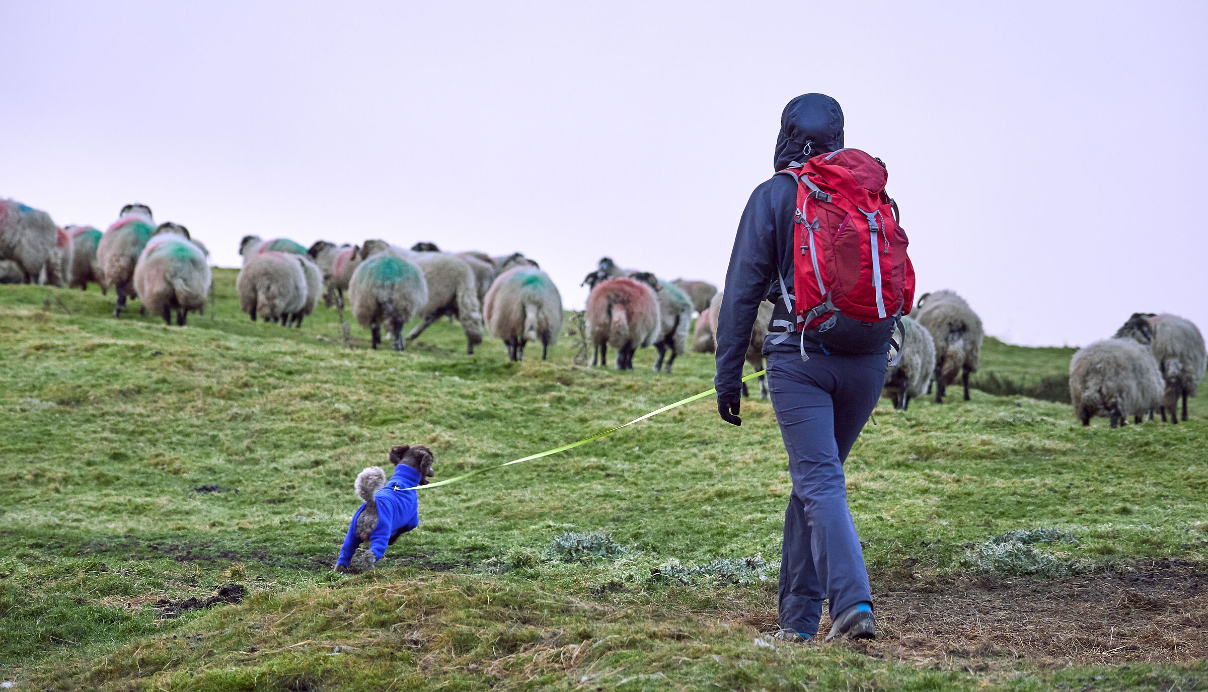 Eine Wanderin mit Hund an der Leine geht im Gebirge auf eine Schafherde zu