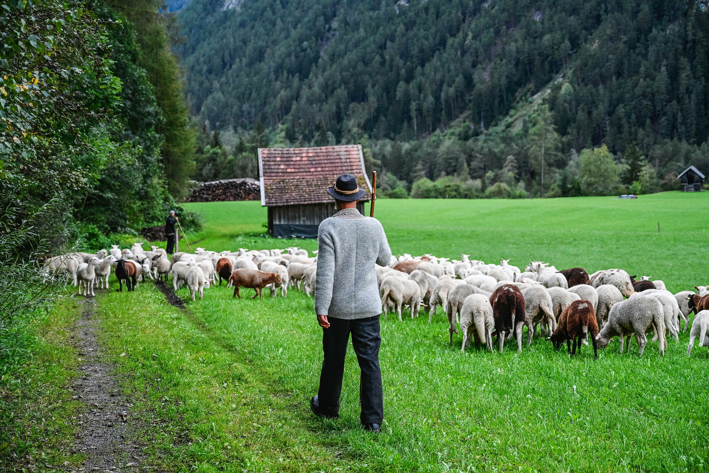 Herdenschutz in Bayern: Hirte mit Schafherde im Bergland