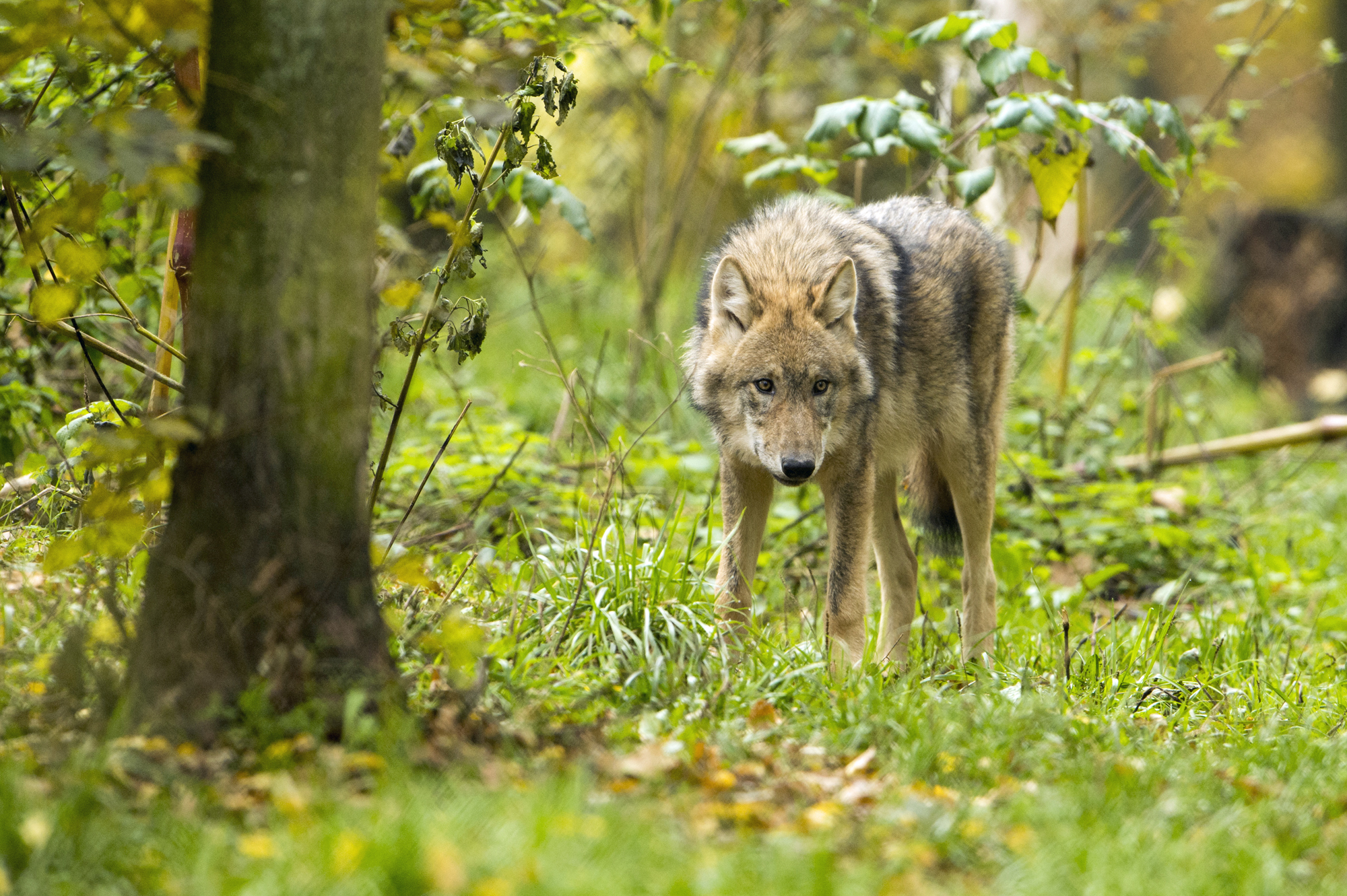 Ein Wolf steht im Wald und sieht mit gesenktem Kopf in die Kamera