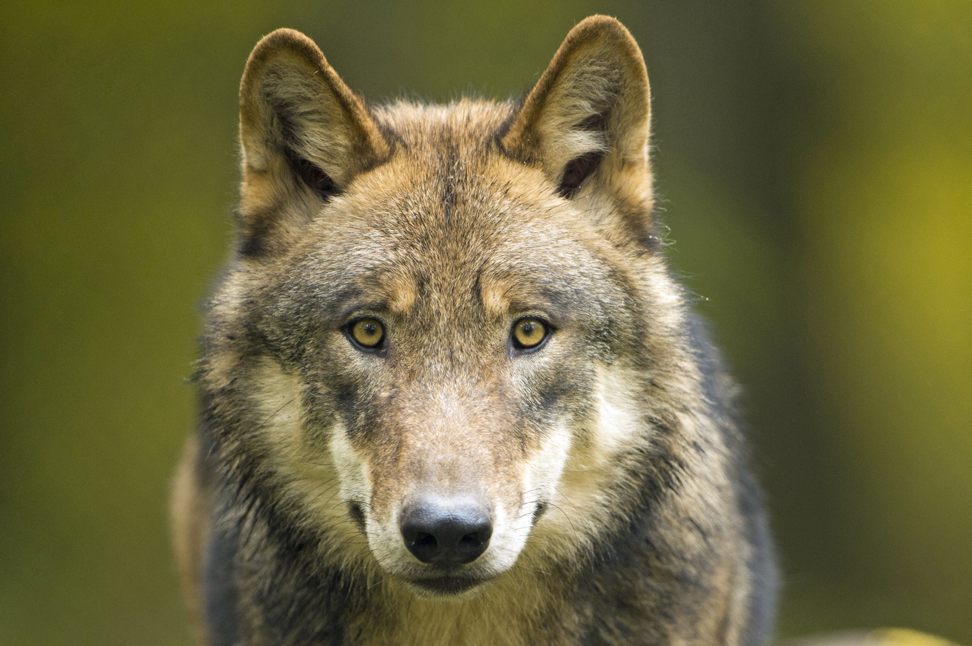 Das Porträt eines Wolfskopfes. (Foto: Ralph Frank)