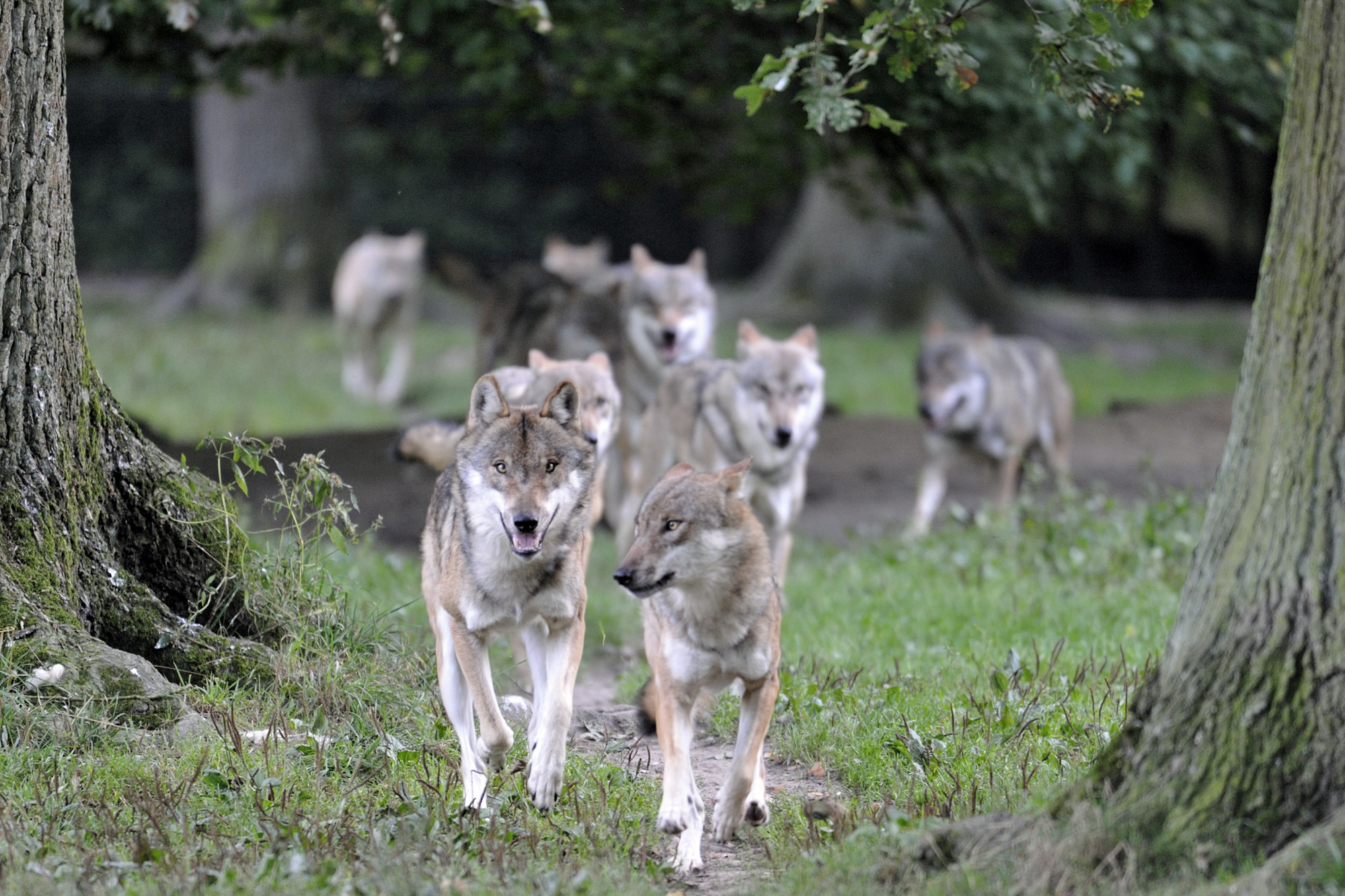 Ein Wolfsrudel läuft auf die Kamera zu