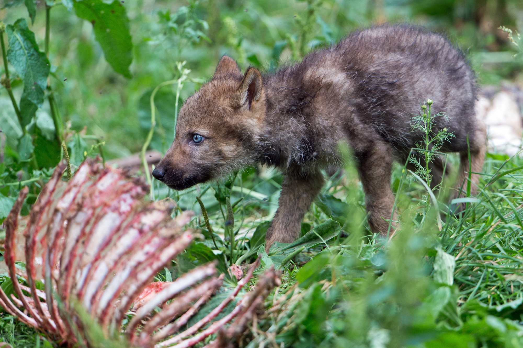 Ein Wolfswelpe schnuppert an Knochen (Foto: Ralph Frank)