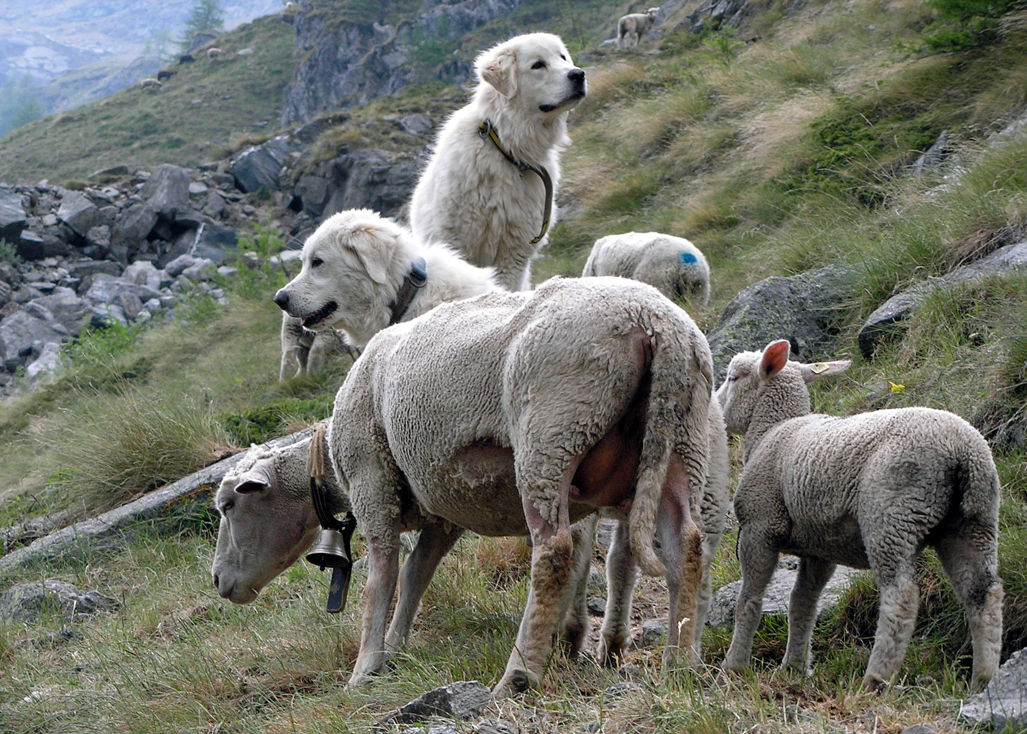 Herdenschutz: Zwei Herdenschutzhunde Maremmano Abruzzese bewachen Schafe im Gebirge