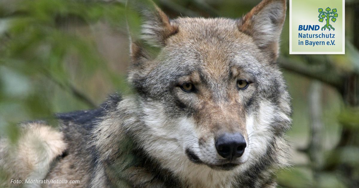 Der Wolf In Bayern Bund Naturschutz