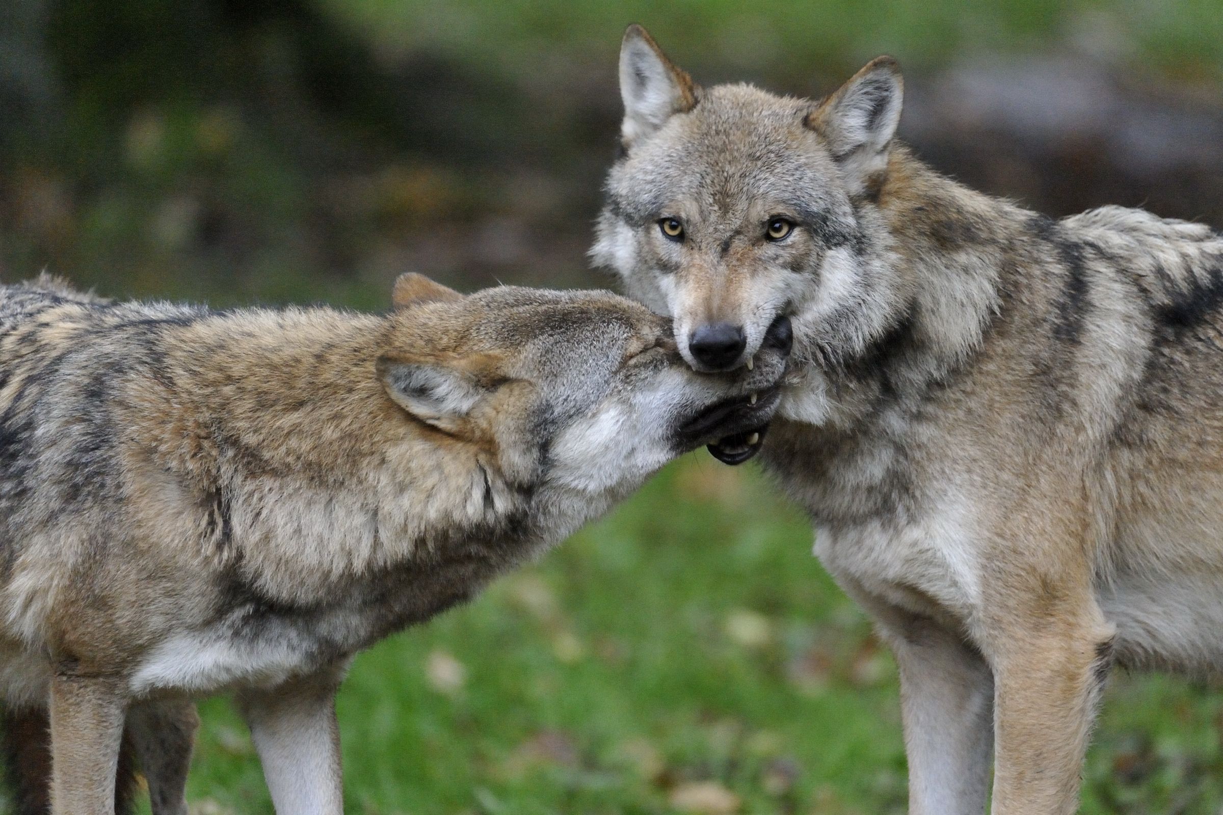 Ein Wolf hält die Schnauze eines zweiten Wolfes im Maul