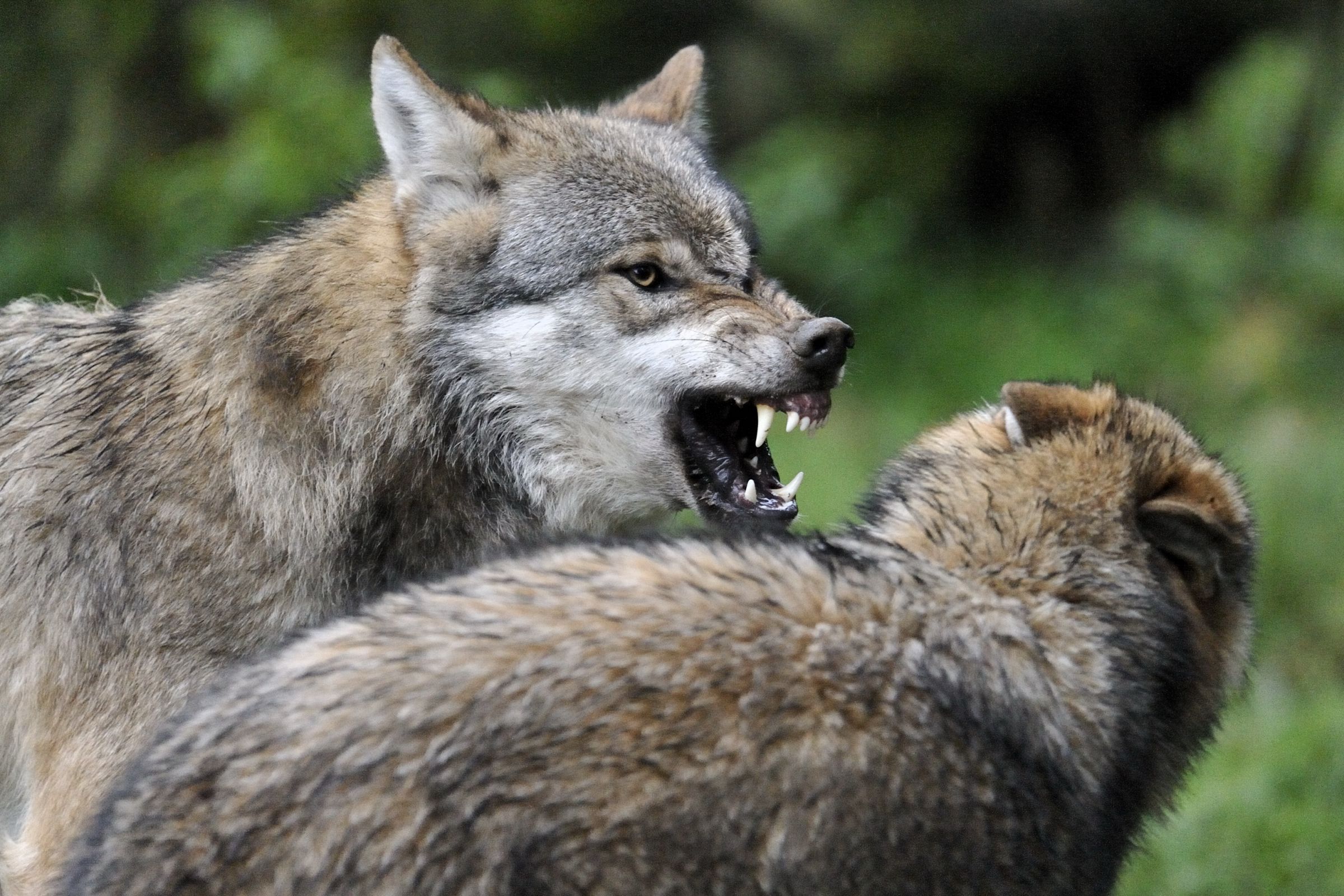 Ein Wolf mit geöffnetem Maul zieht die Lefzen hoch, ein zweiter Wolf duckt sich weg