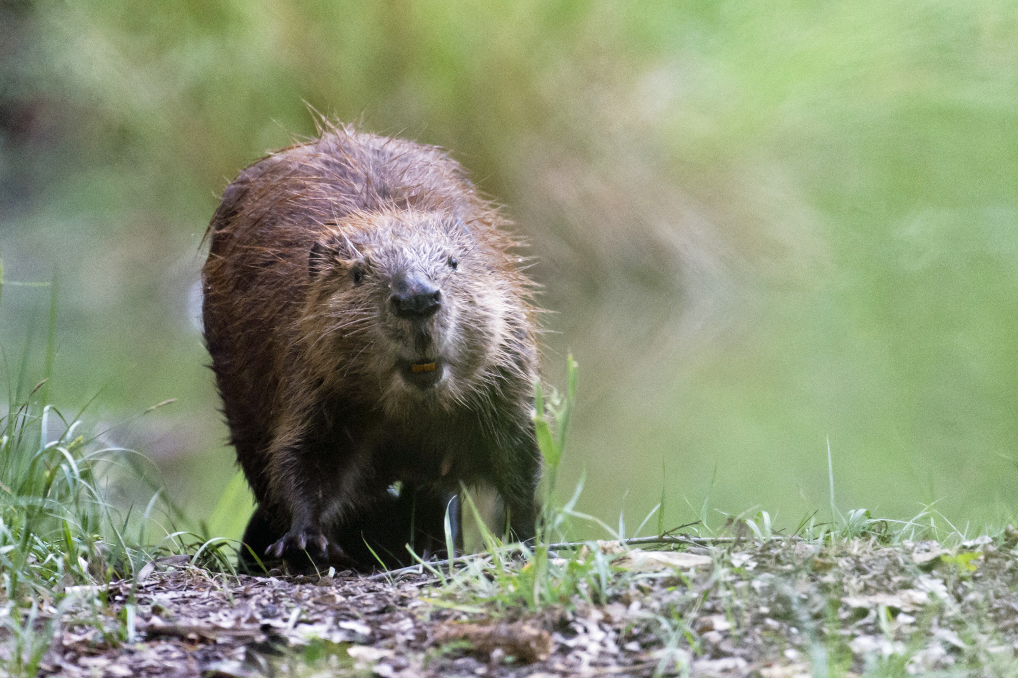 Europäischer Biber: Verbreitung und Rückkehr | BUND Naturschutz Europäischer Biber: Verbreitung und Rückkehr | BUND Naturschutz