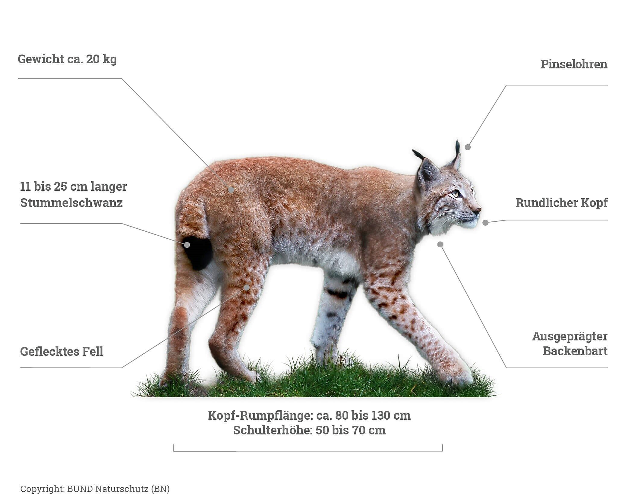 Eurasischer Luchs Steckbrief BUND Naturschutz (BN)