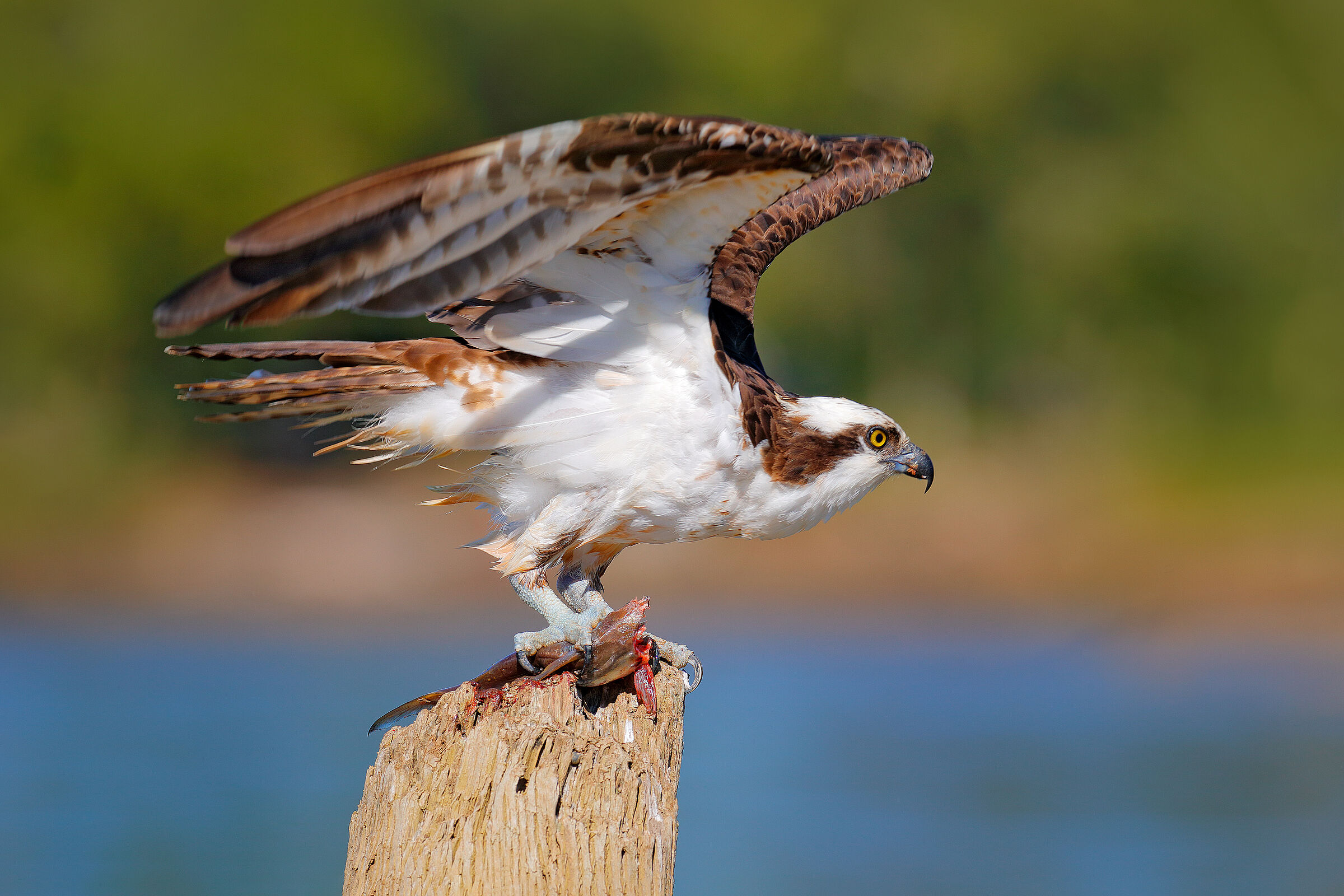 Fischadler landet auf einem Holzpfahl am Rötelseeweiher (Foto: ondrejprosicky - stock.adobe.com).