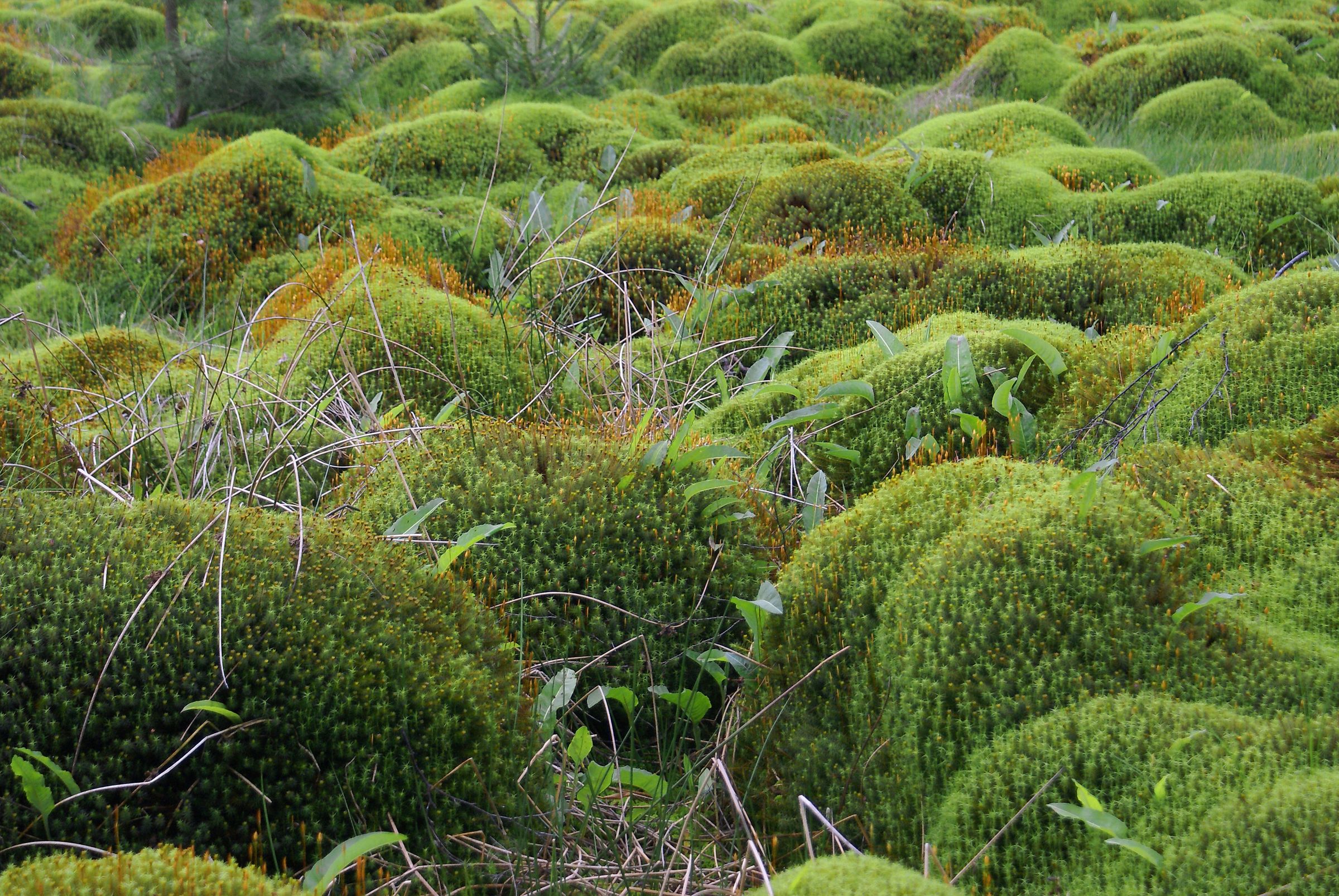 Frauenhaarmoos, Foto: Wolfgang Schödel