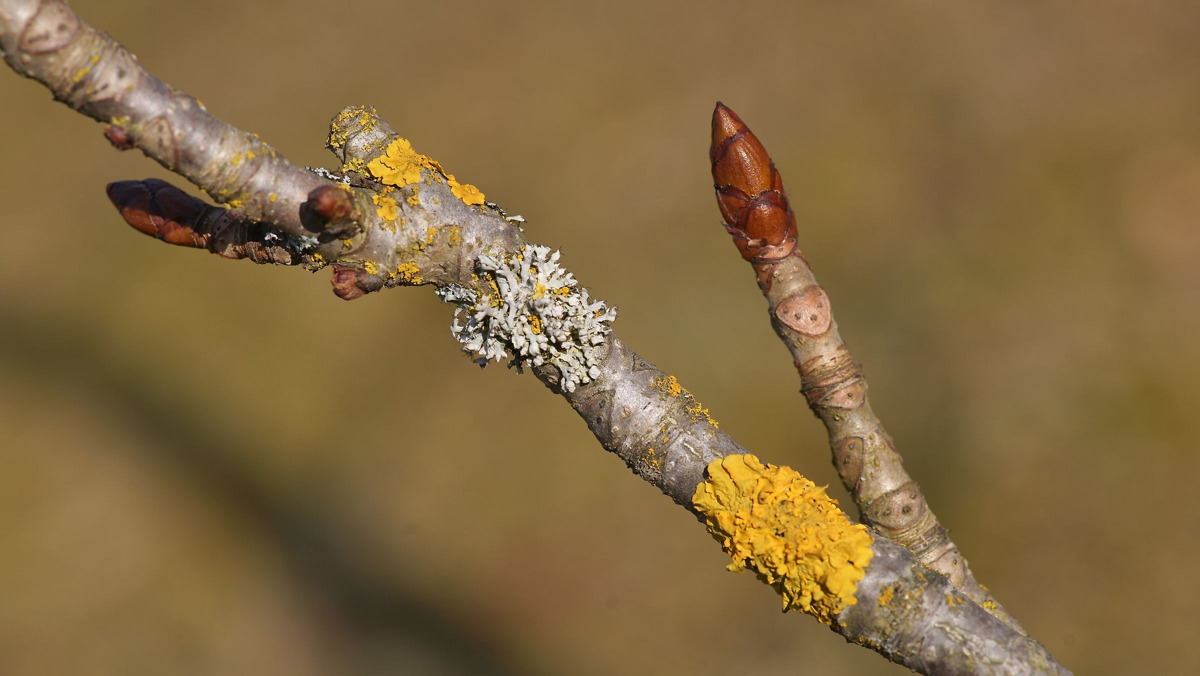 Rosskastanie, Foto: Wolfgang Schödel