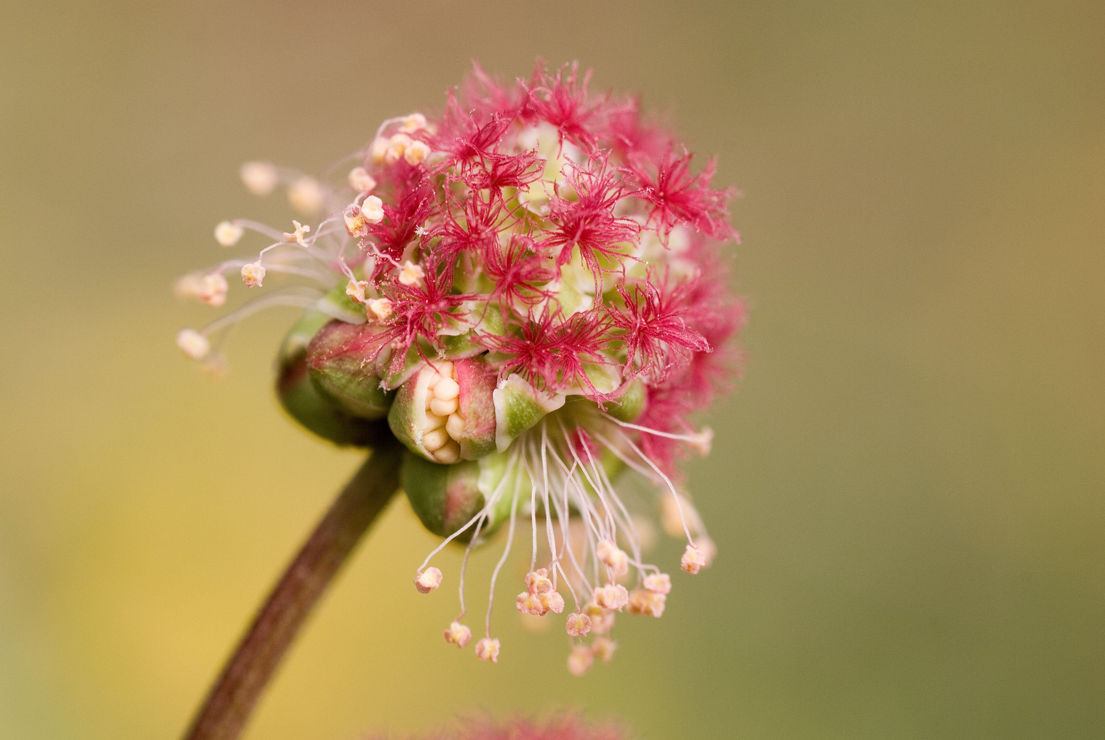 Kleiner Wiesenknopf, Foto: Wolfgang Piepers