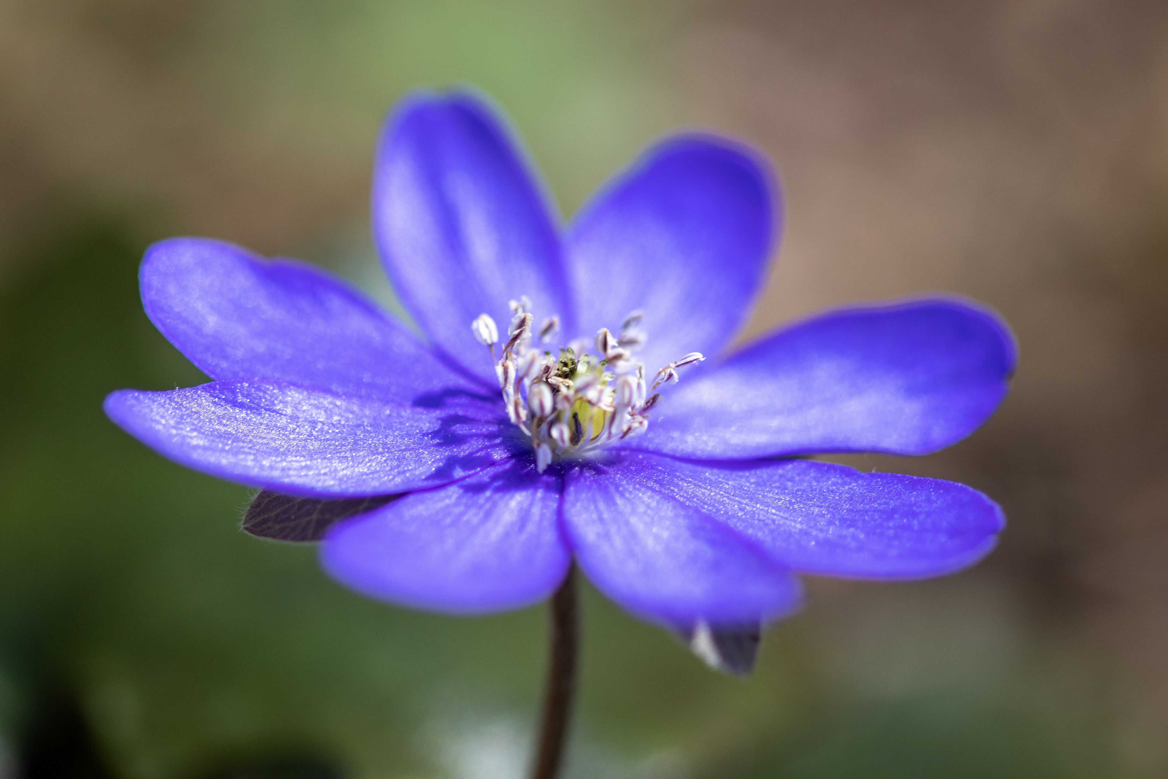 Leberblümchen, Foto: Sonja Kreil