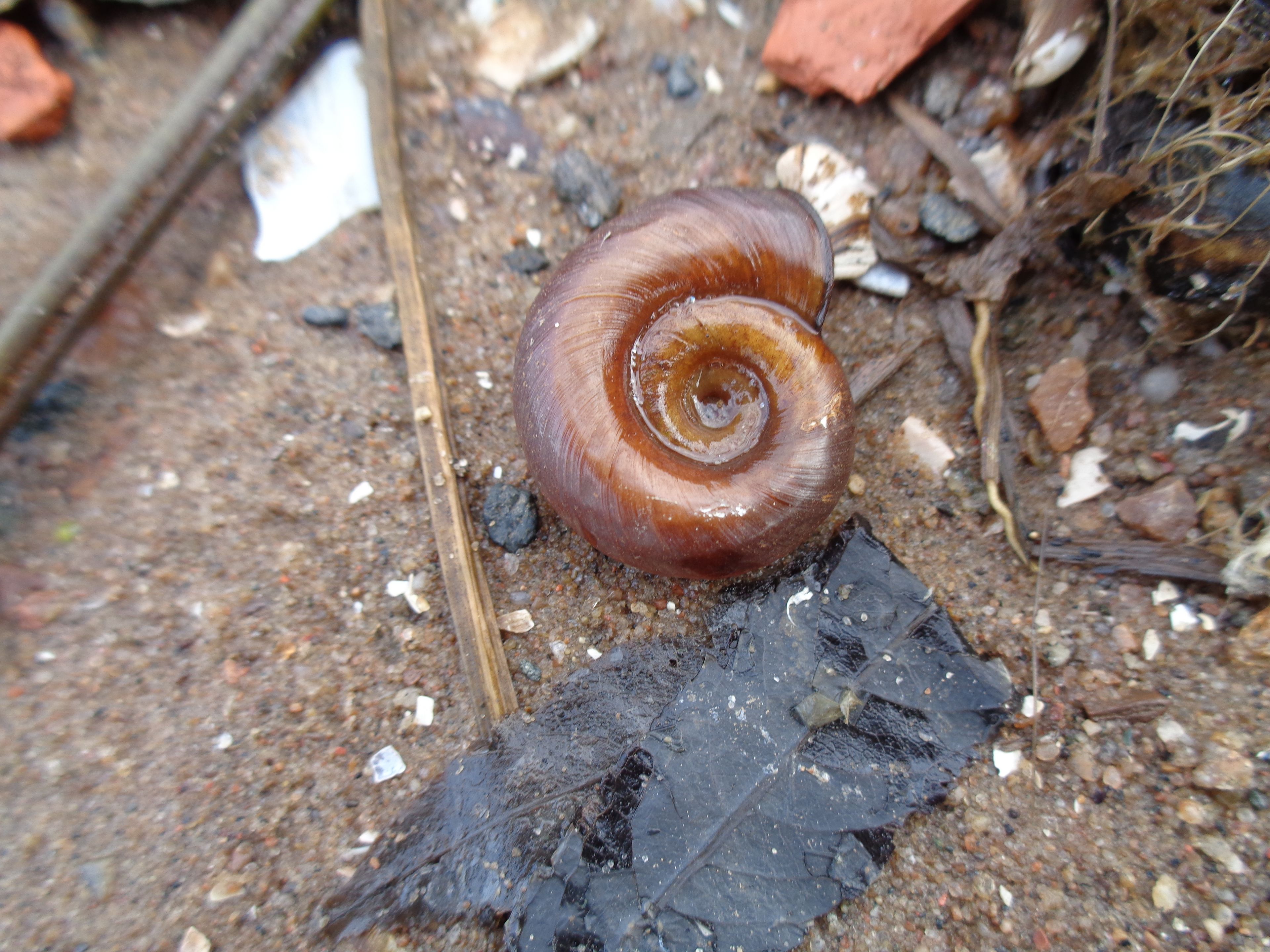 Posthornschnecke, Foto: Vladimir Dzherikhov/adobe.stock.com