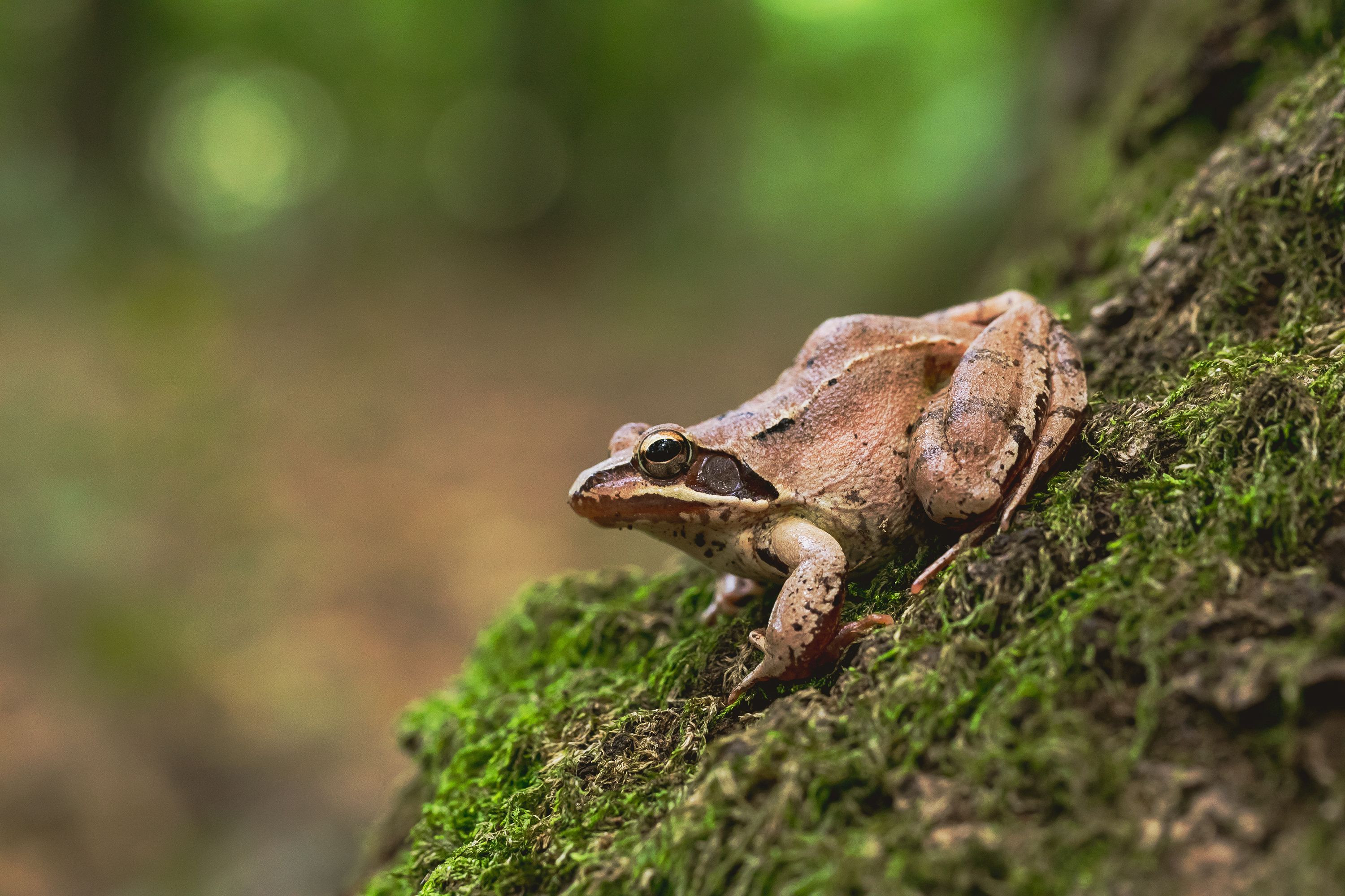 Springfrosch, Foto: Marian Cazacu/adobe.stock.com