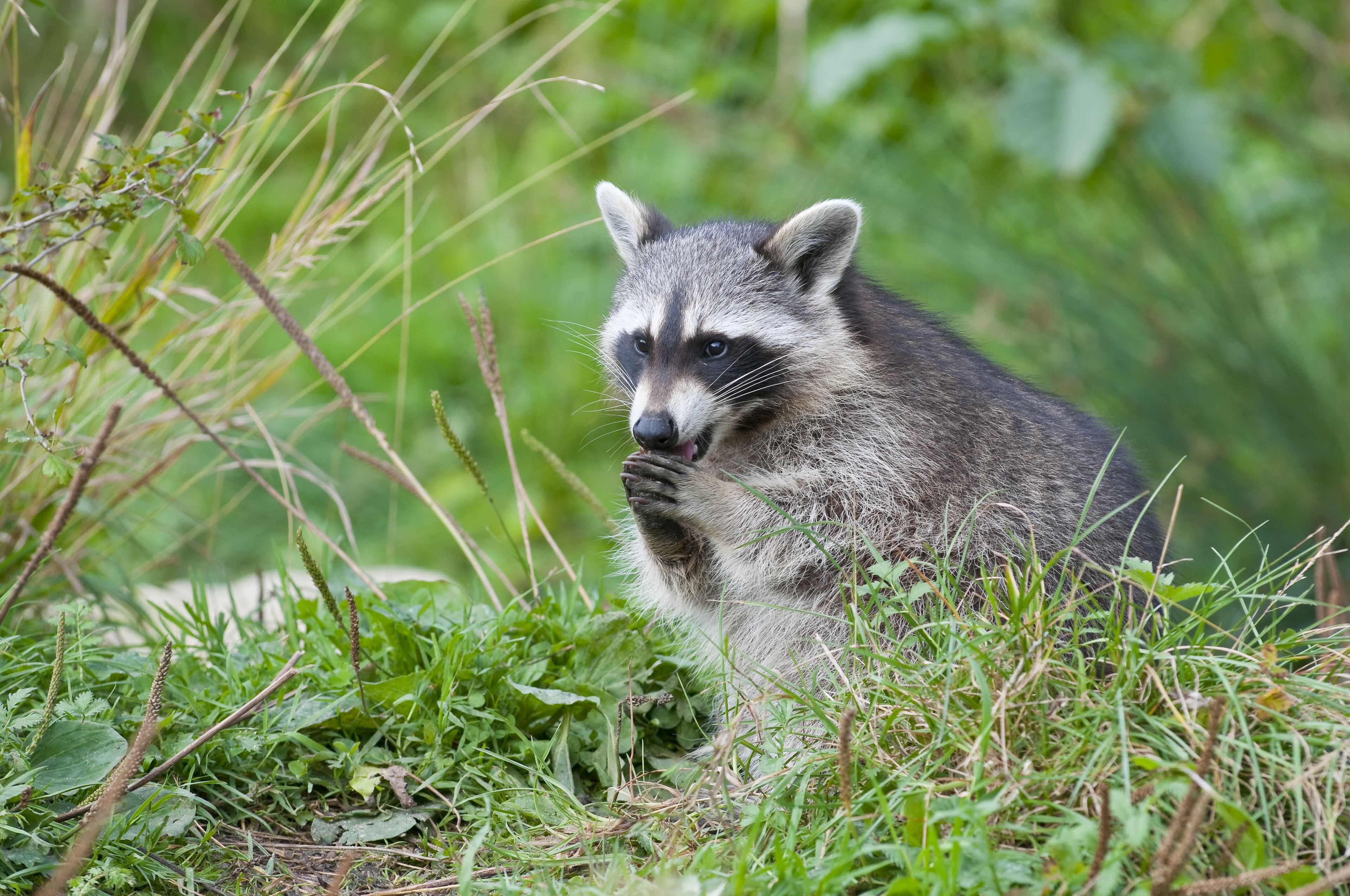 Waschbär, Foto: Christoph Bosch