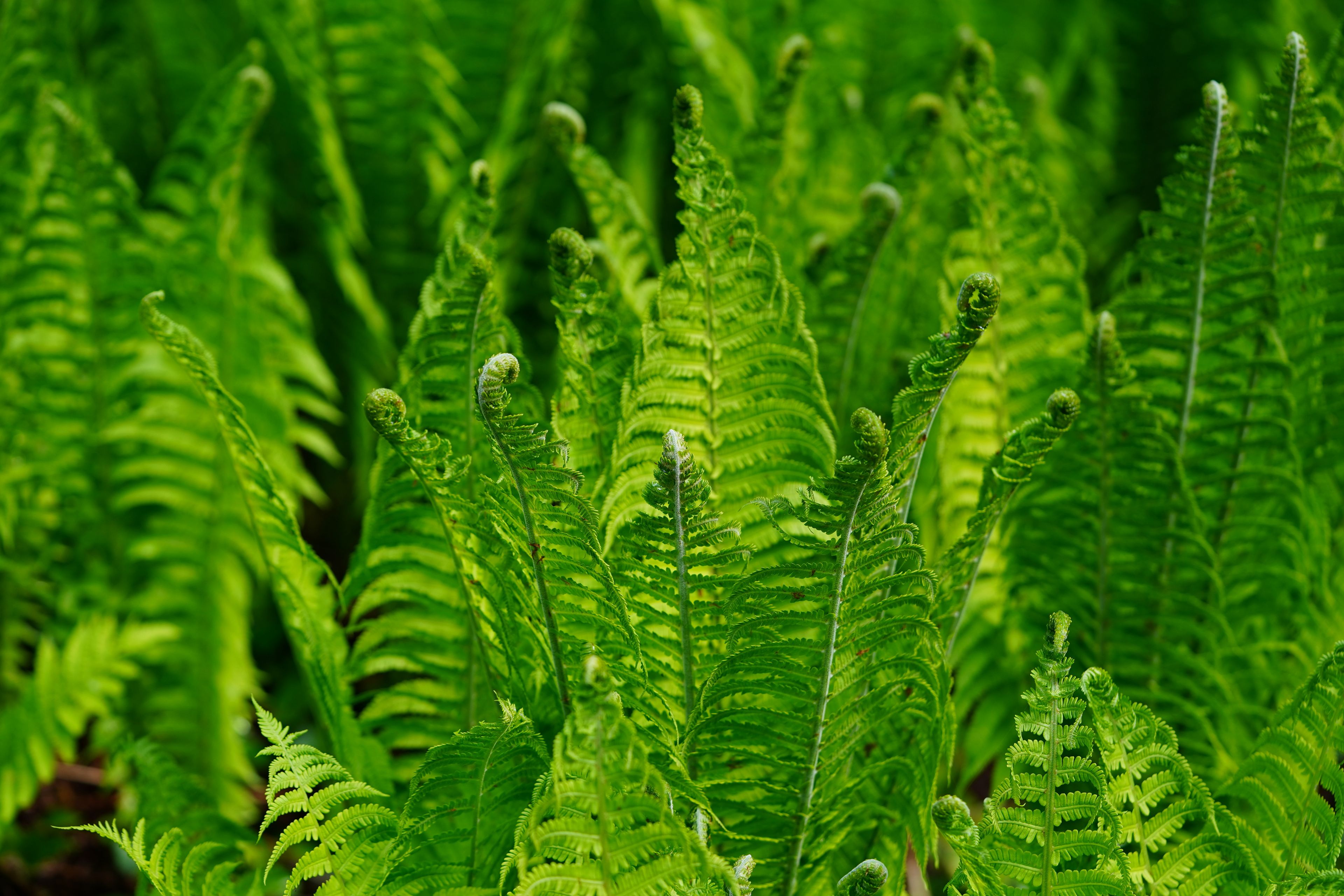 Wurmfarn, Foto: juerginho/adobe.stock.com