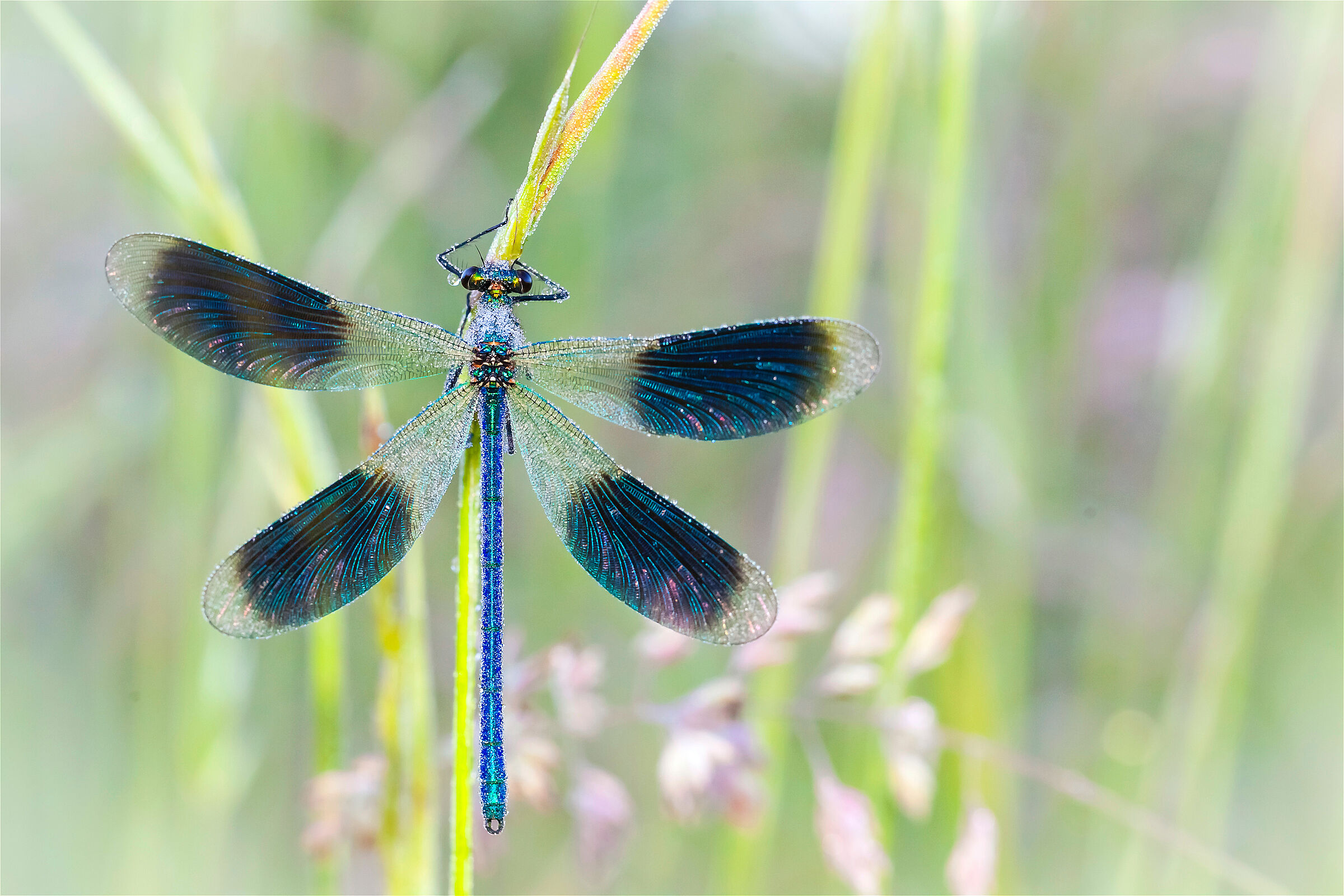 Gebänderte Prachtlibelle (Foto: suzette77 - stock.adobe.com)