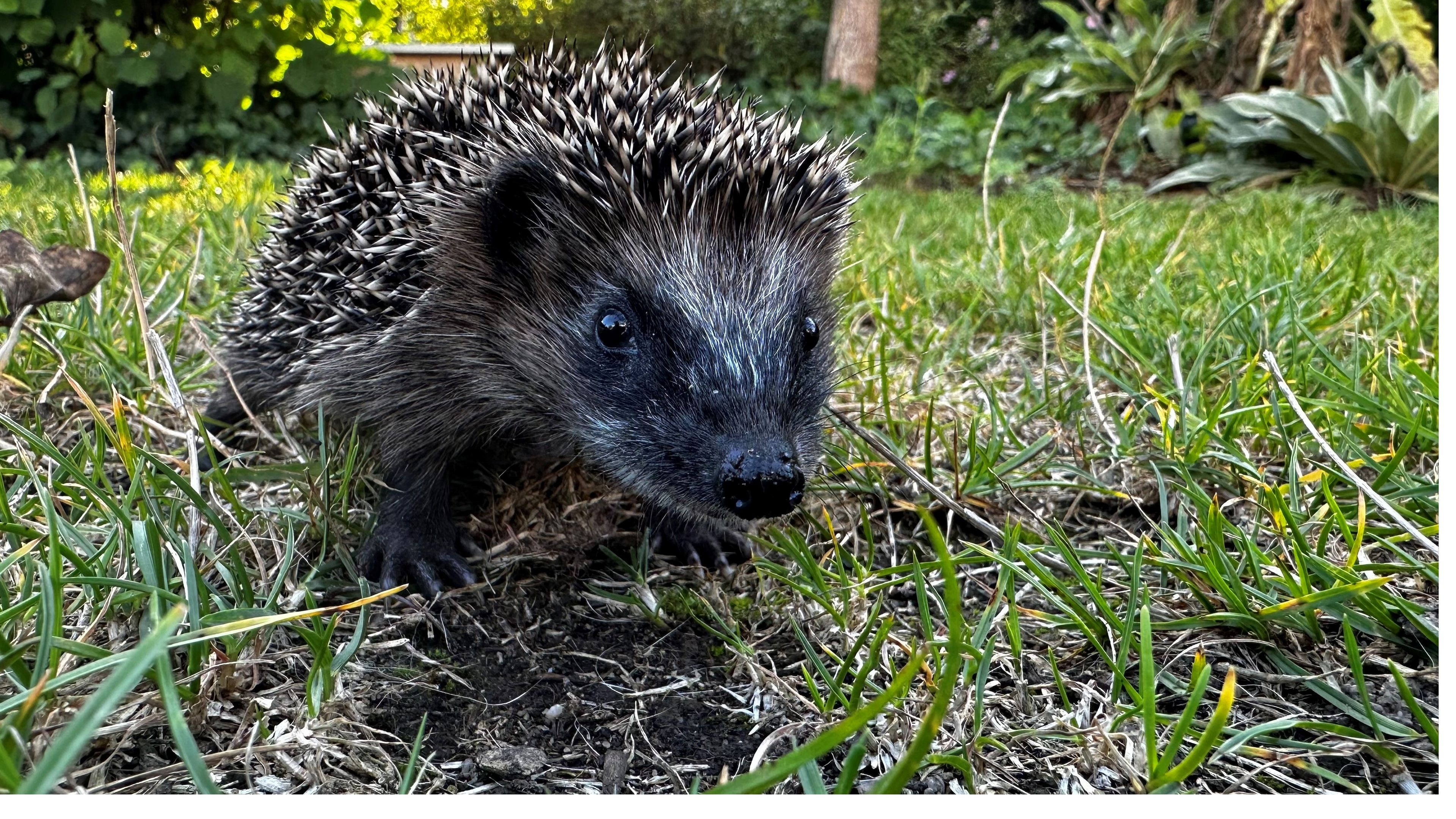 Foto: Martina Gehret