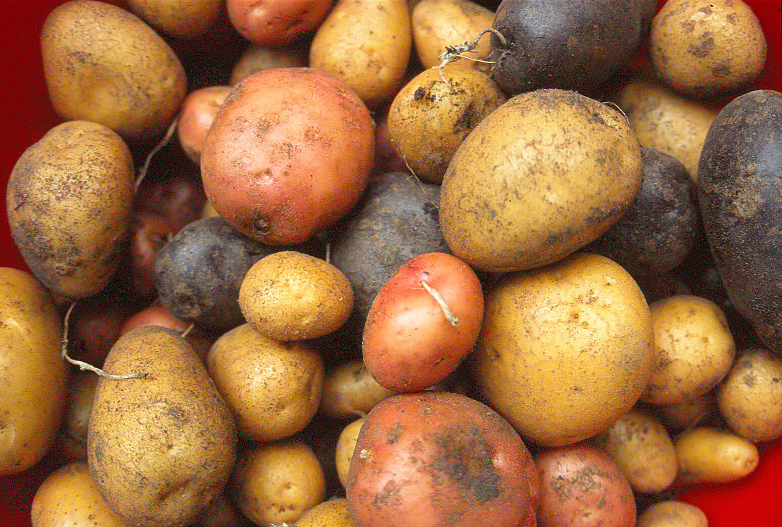 Verschiedene Kartoffelsorten (Foto: Heide Frobel)