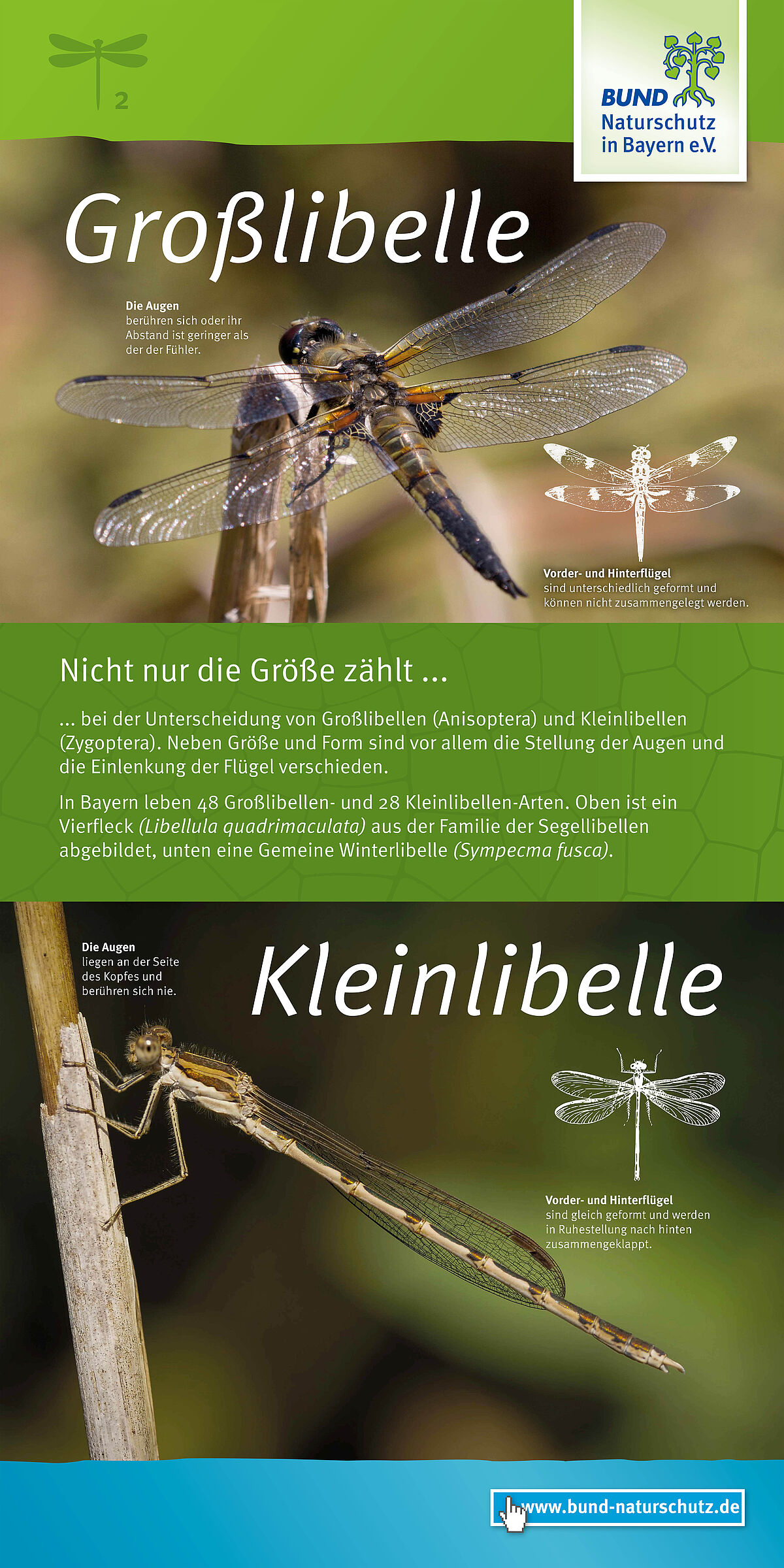 Ausstellung Libellen BUND Naturschutz BN 
