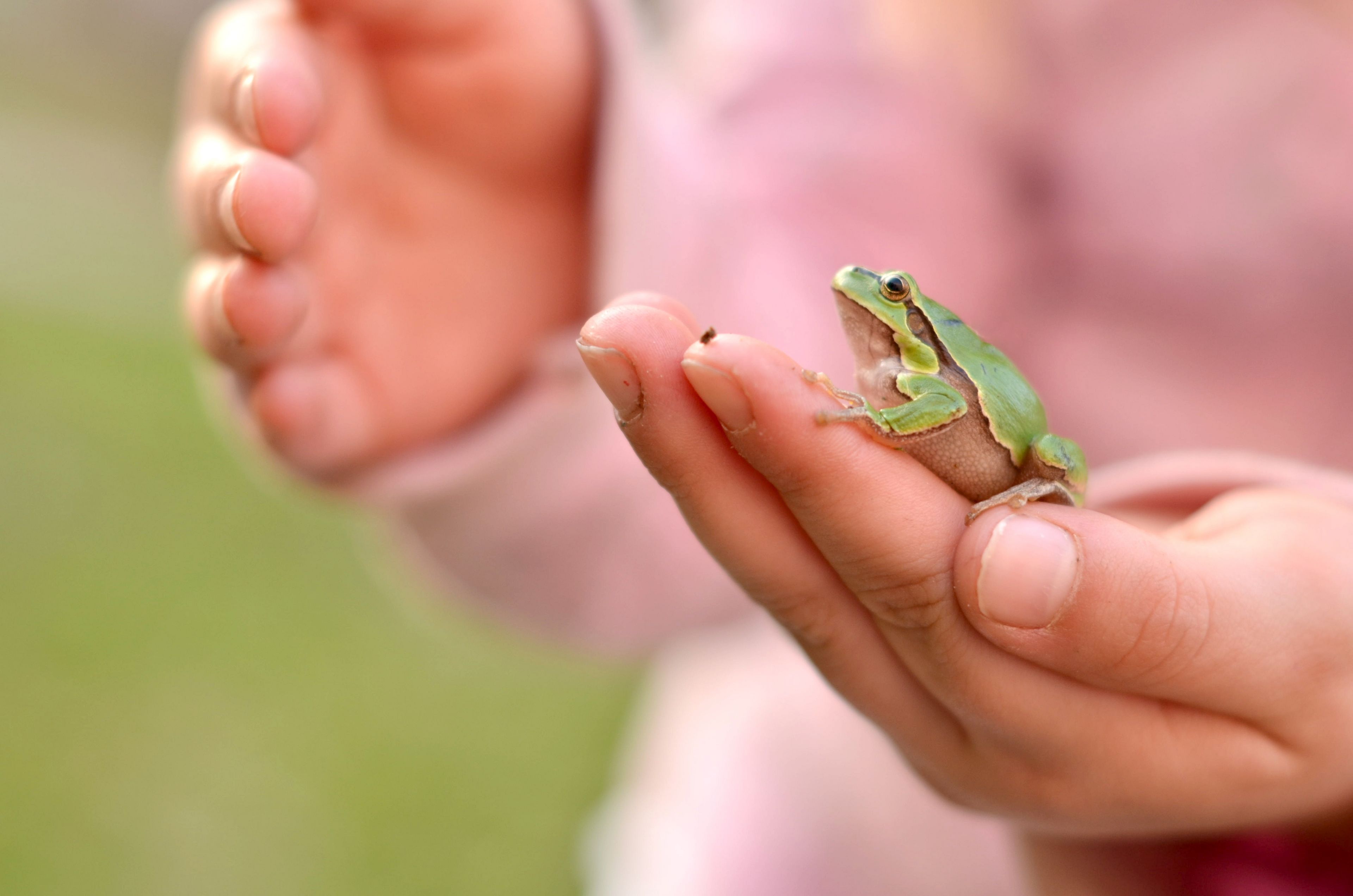 Laubfrosch auf Kinderhand, Foto: muro/stock.adobe.com