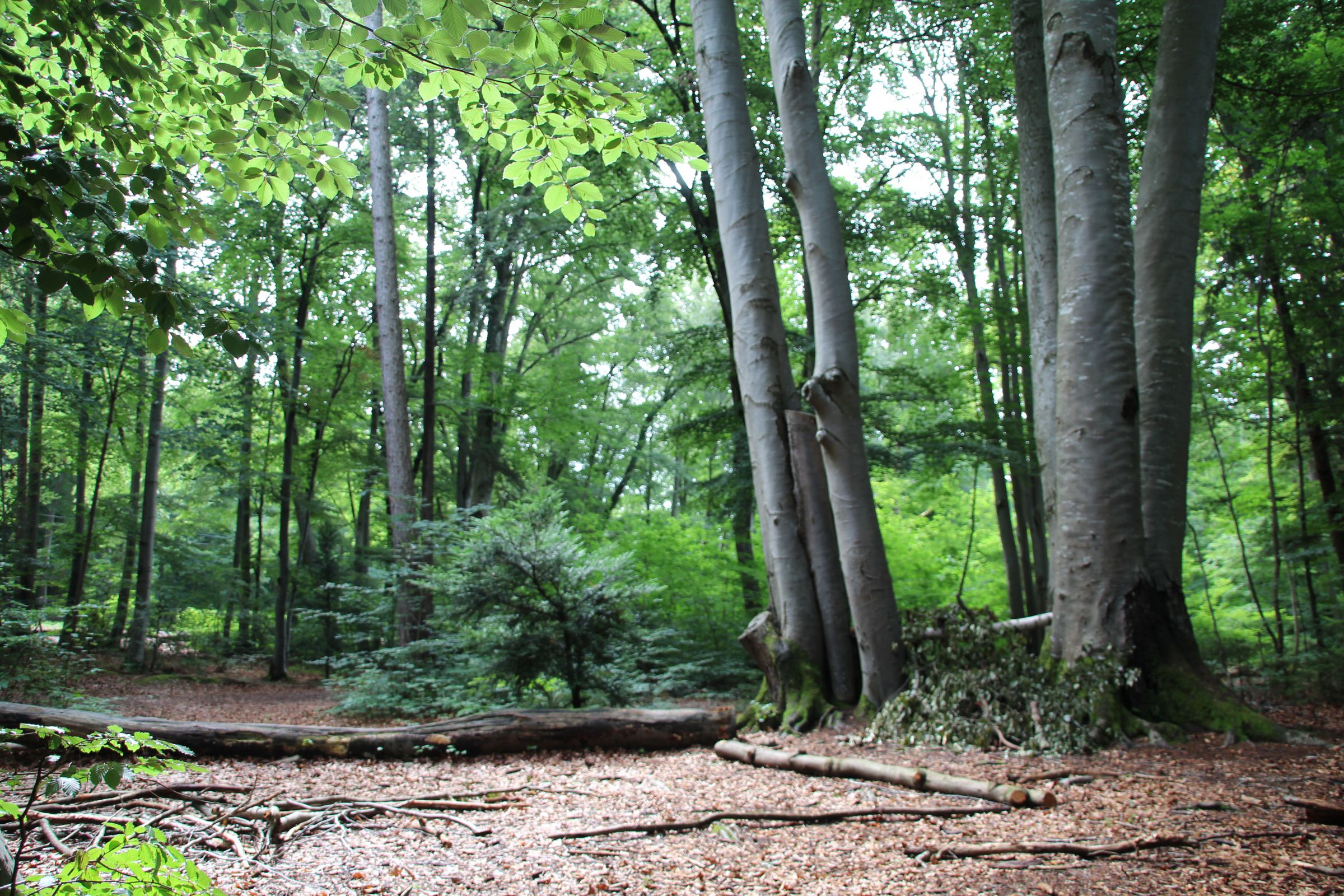 Der Wald bietet viel Platz für Spiele und Entdeckungstouren