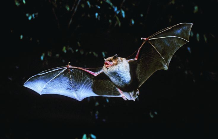 Eine Fledermaus mit ausgebreiteten Flügeln im Flug (Bild: Thomas Stephan)