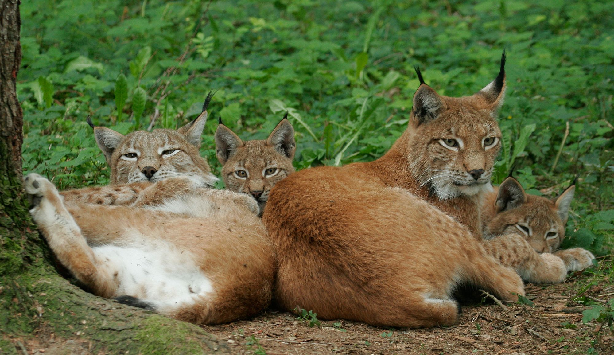 Eine Luchsfamilie mit Jungen (Bild: Wolfgang Willner)