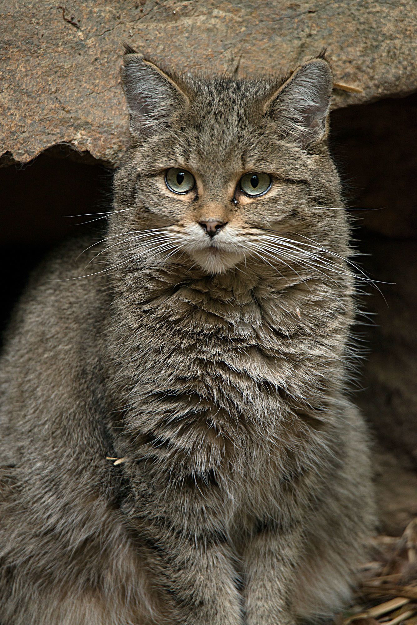 Eine Wildkatze vor ihrer Höhle. (Bild: Wolfgang Willner)