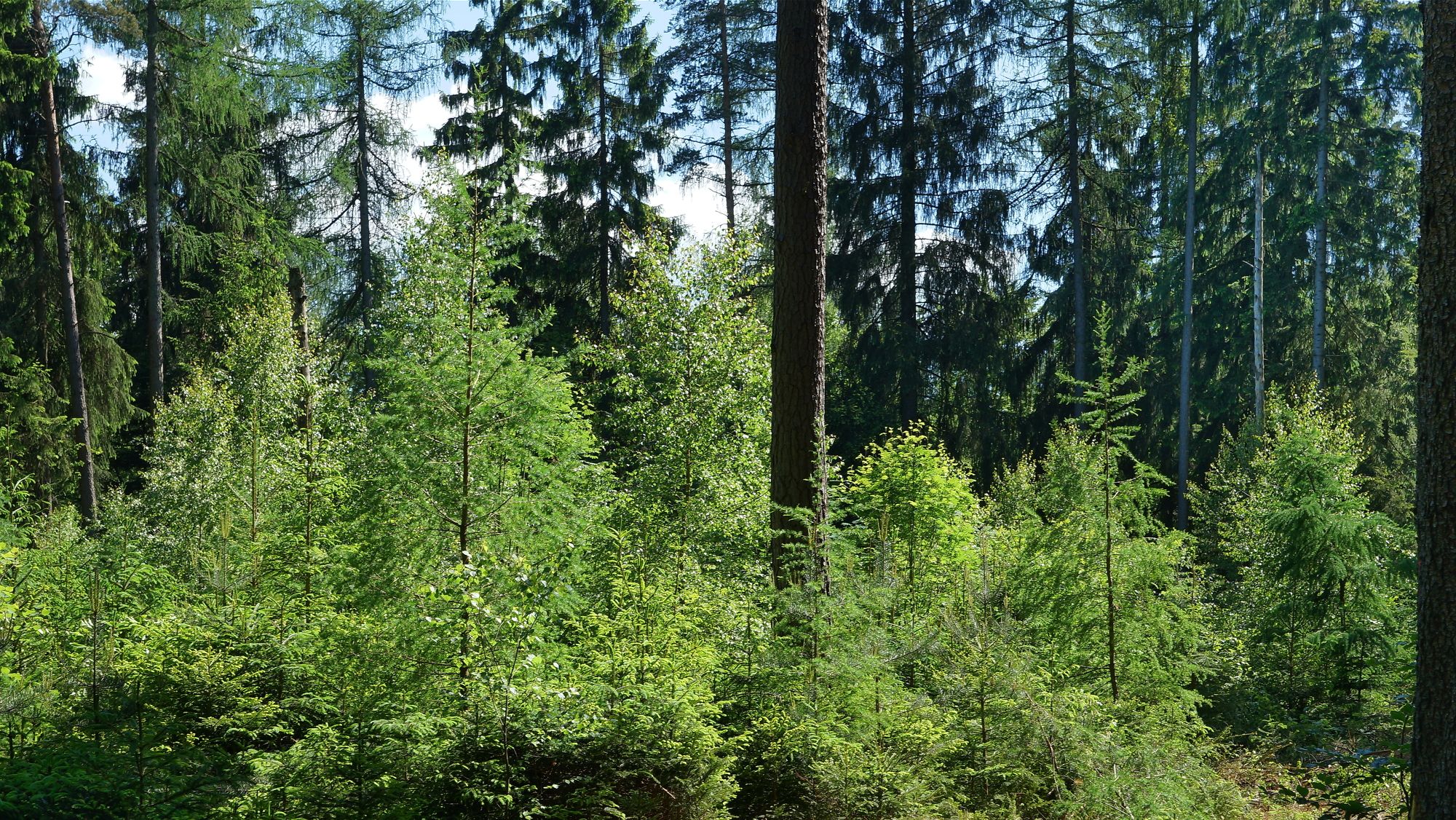 Waldumbau: Naturverjüngung unter Altbestand (Bild: Wolfgang Schödel)