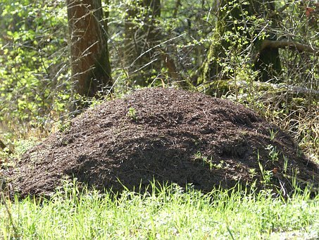 Ameisenhaufen Ameisenhaufen